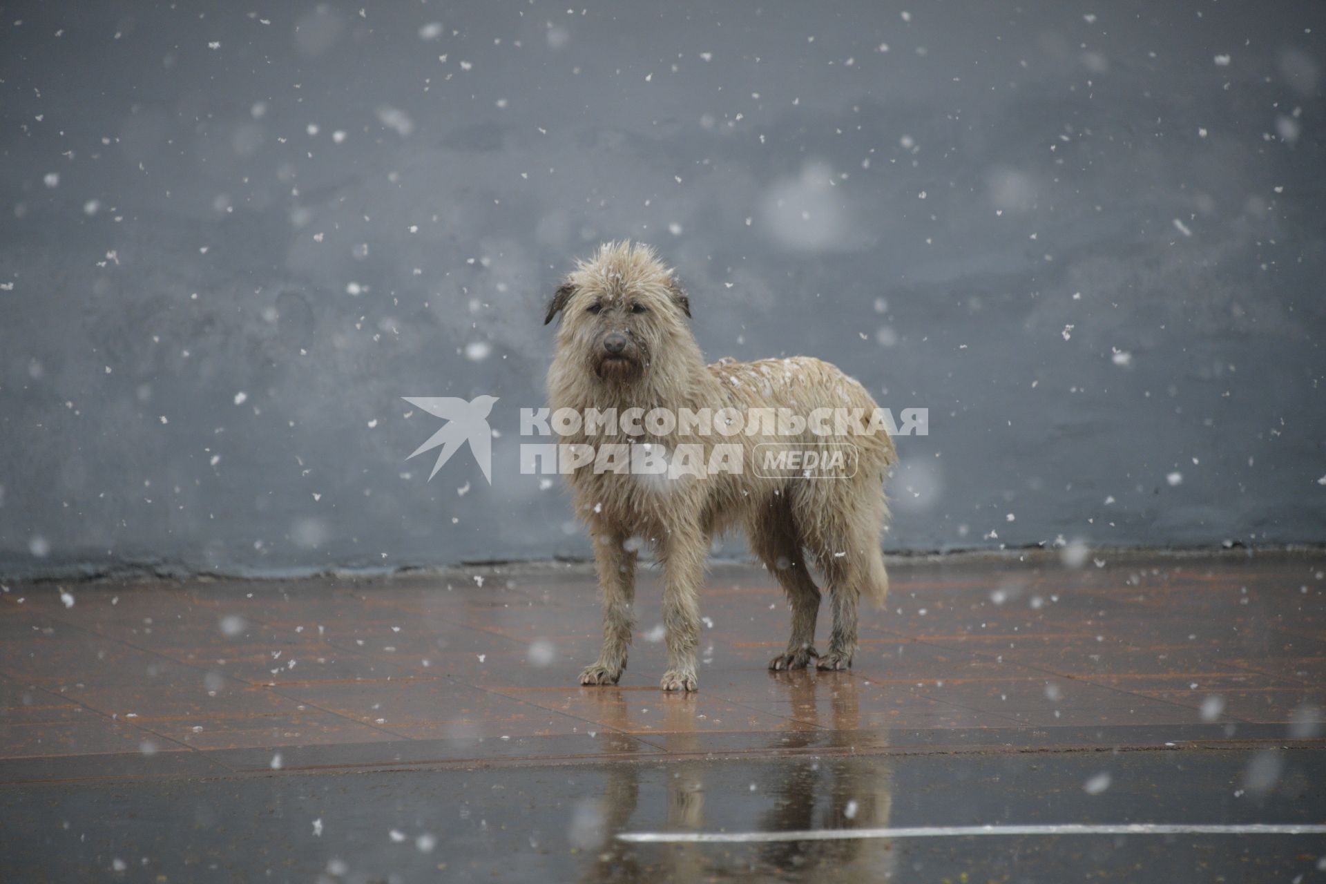 Москва.  Одинокая собака под снегом.