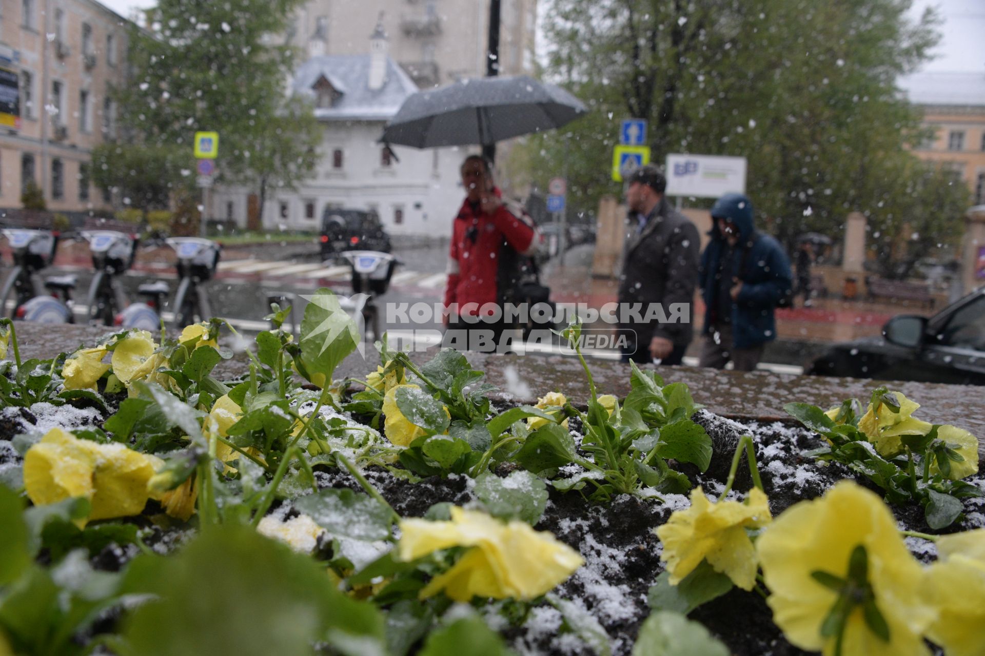 Москва.  Цветы анютины глазки под снегом.