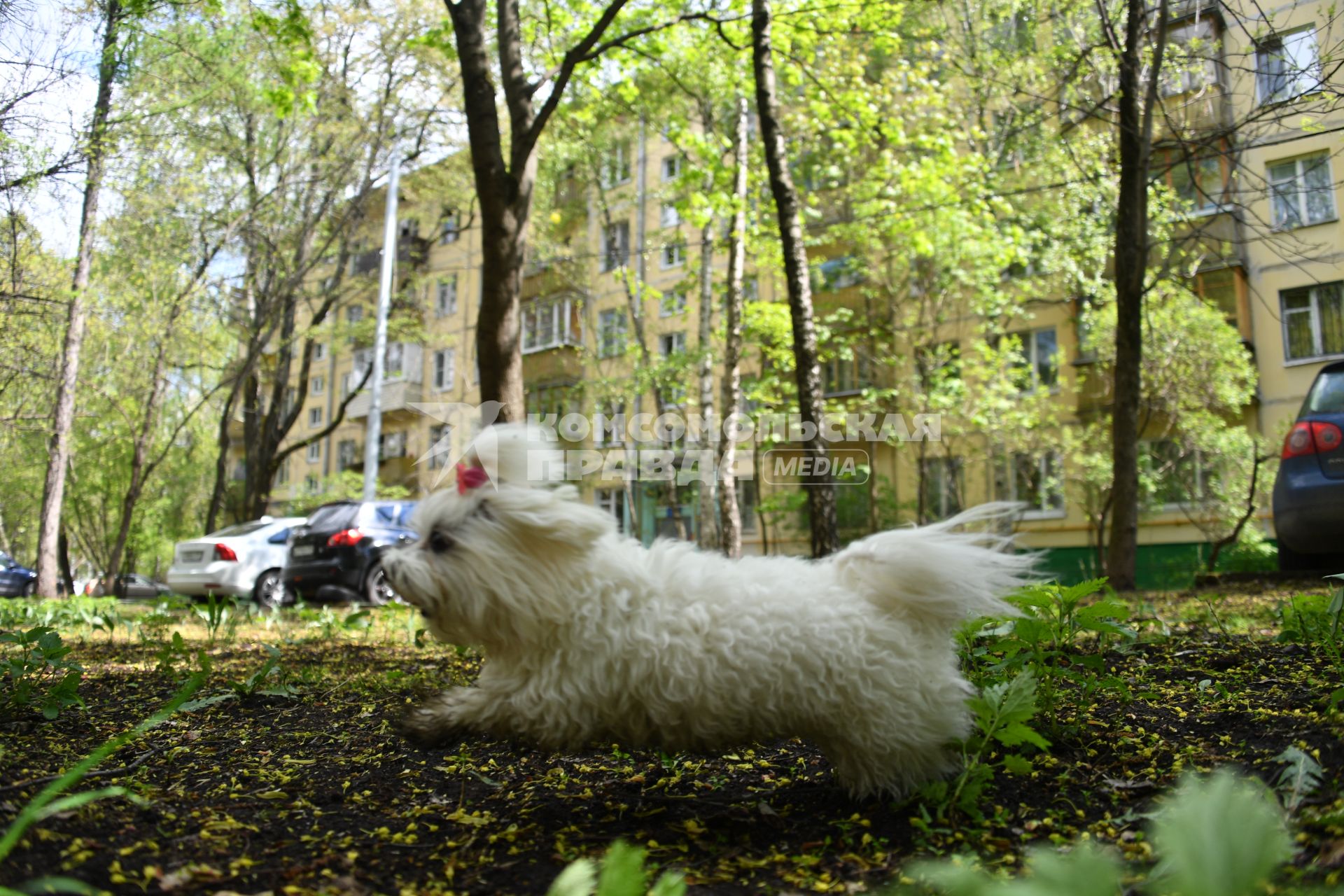 Москва. Собака во дворе жилого пятиэтажного дома в районе Новые Черемушки.