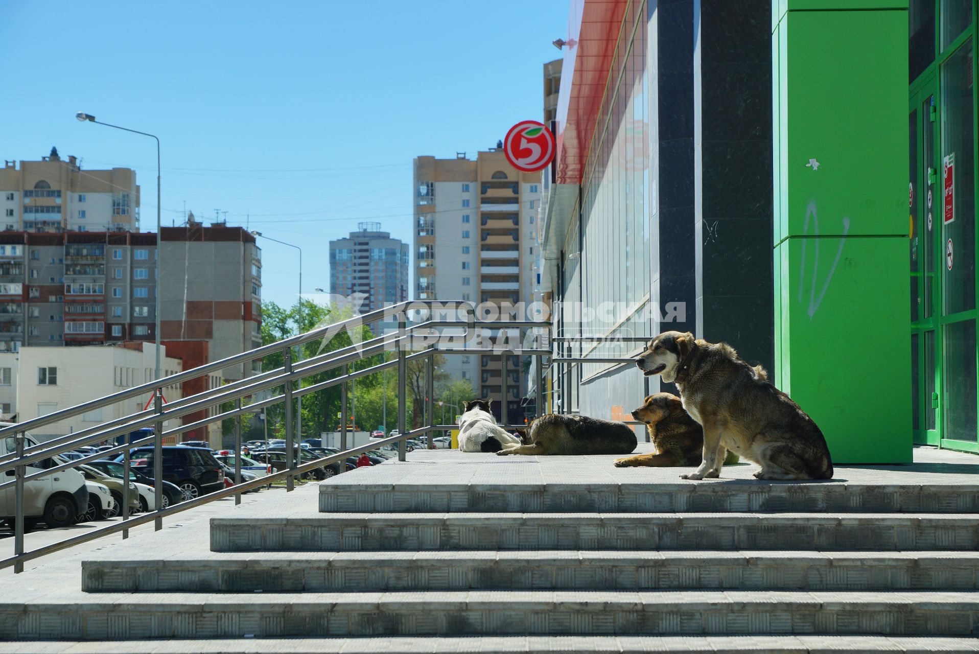 Екатеринбург. Бродячие собаки у входя в магазин