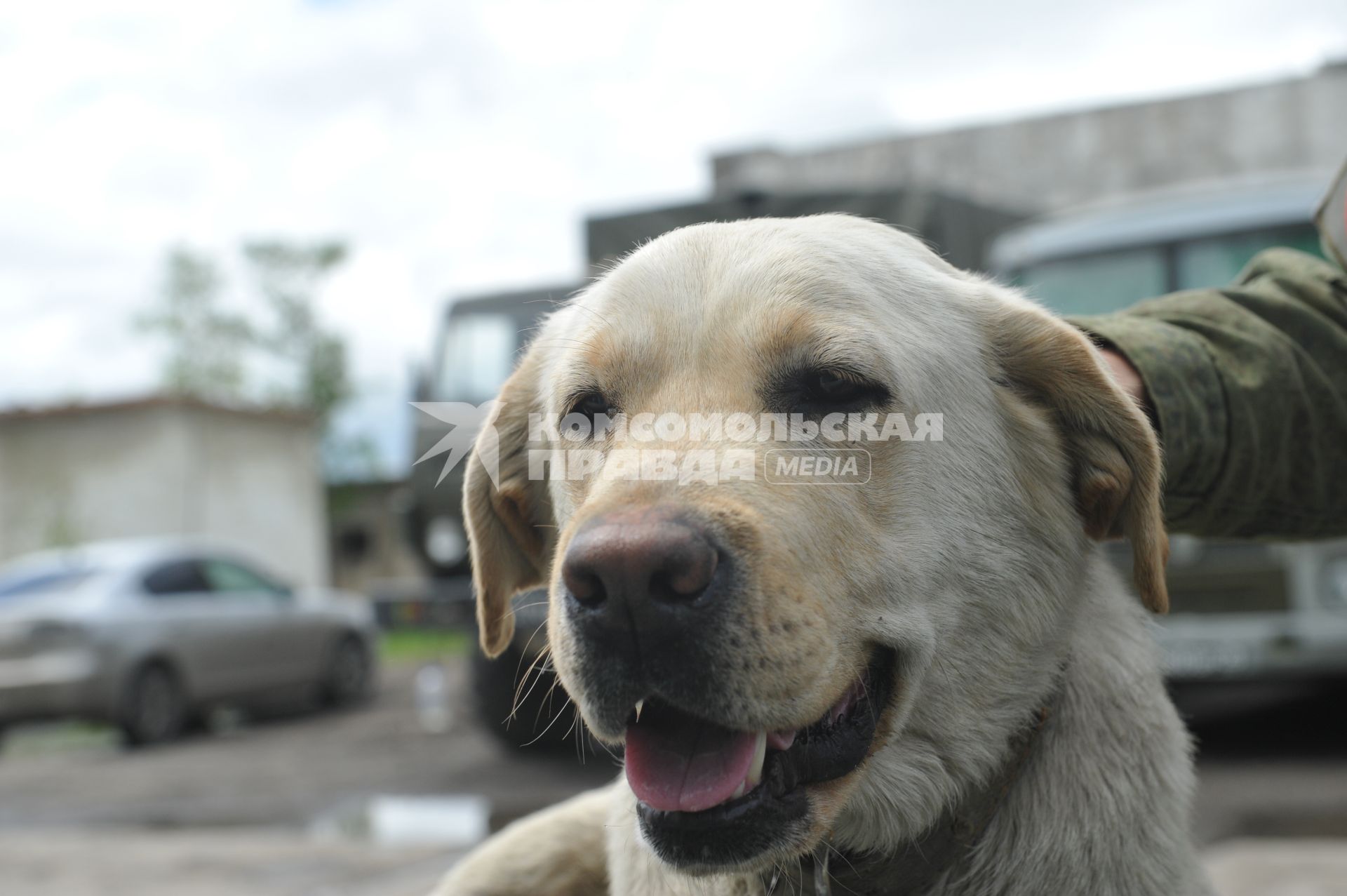 Хабаровск.  Служебная собака породы лабрадор  на полигоне во время соревнований кинологов `Верный друг`.