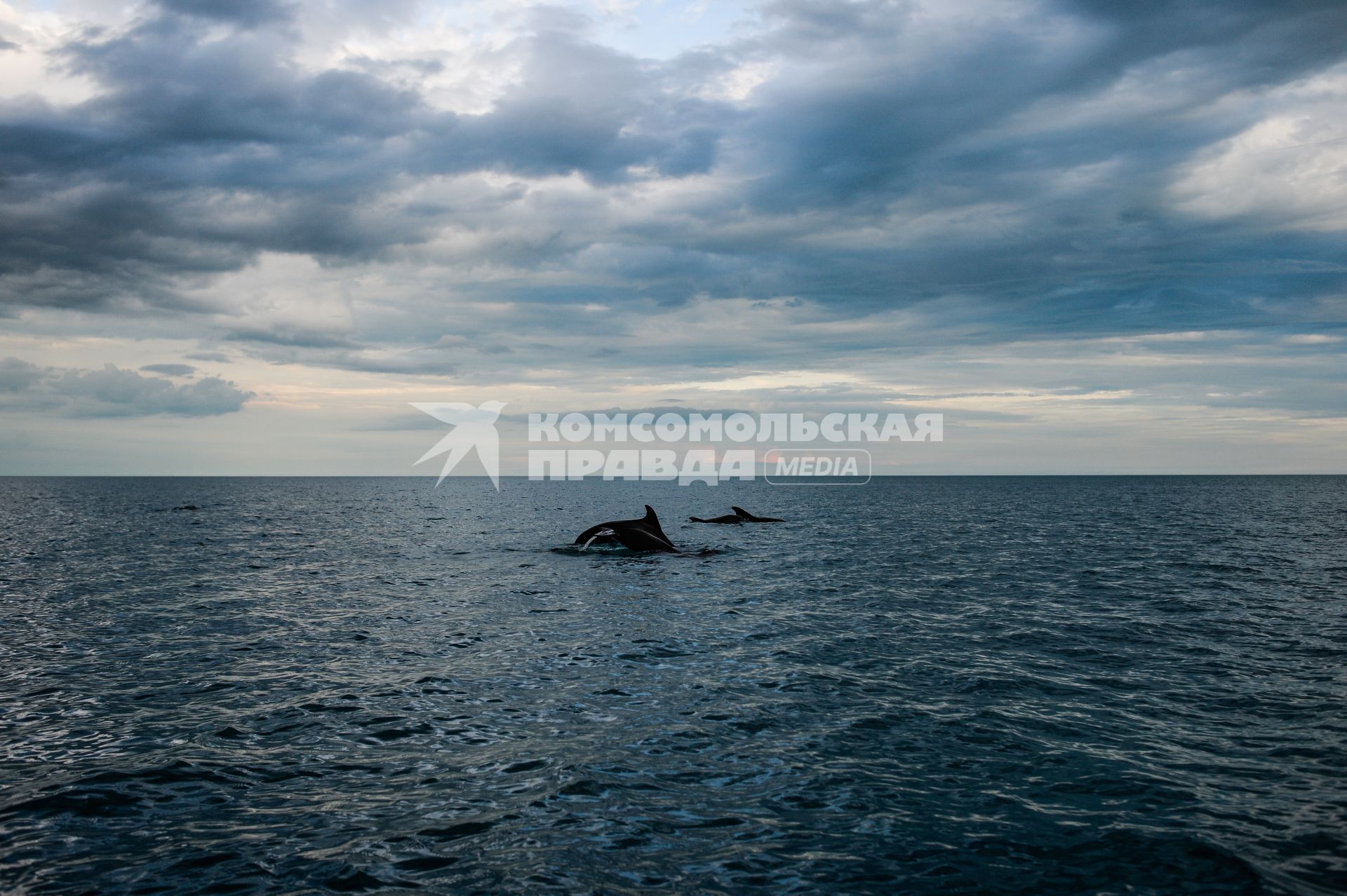 Крым, Новый Свет.  Дельфины в Черном море.