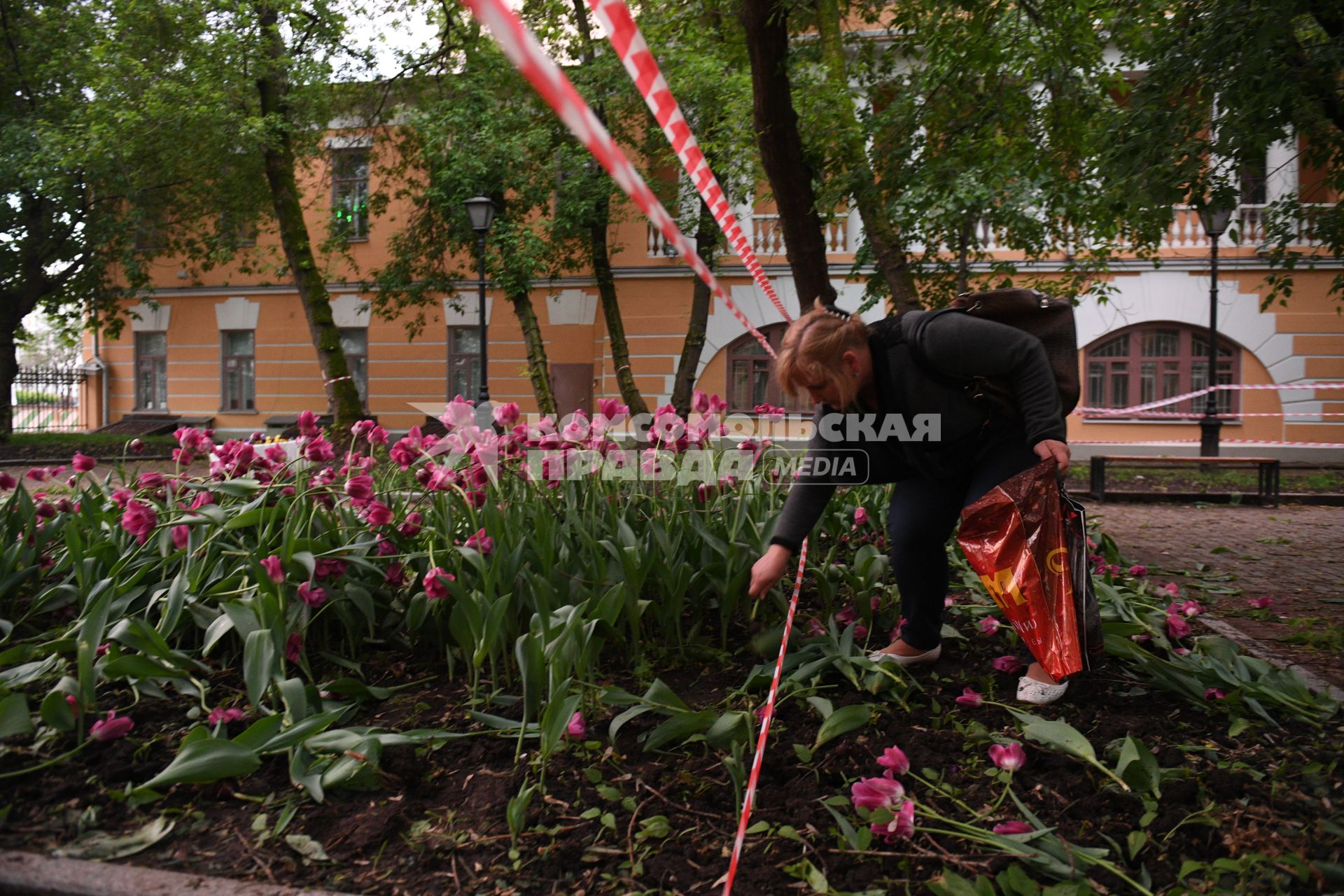 Москва. Женщина собирает тюльпаны, сломанные после урагана в сквере у дома Н.В. Гоголя на Никитском бульваре.