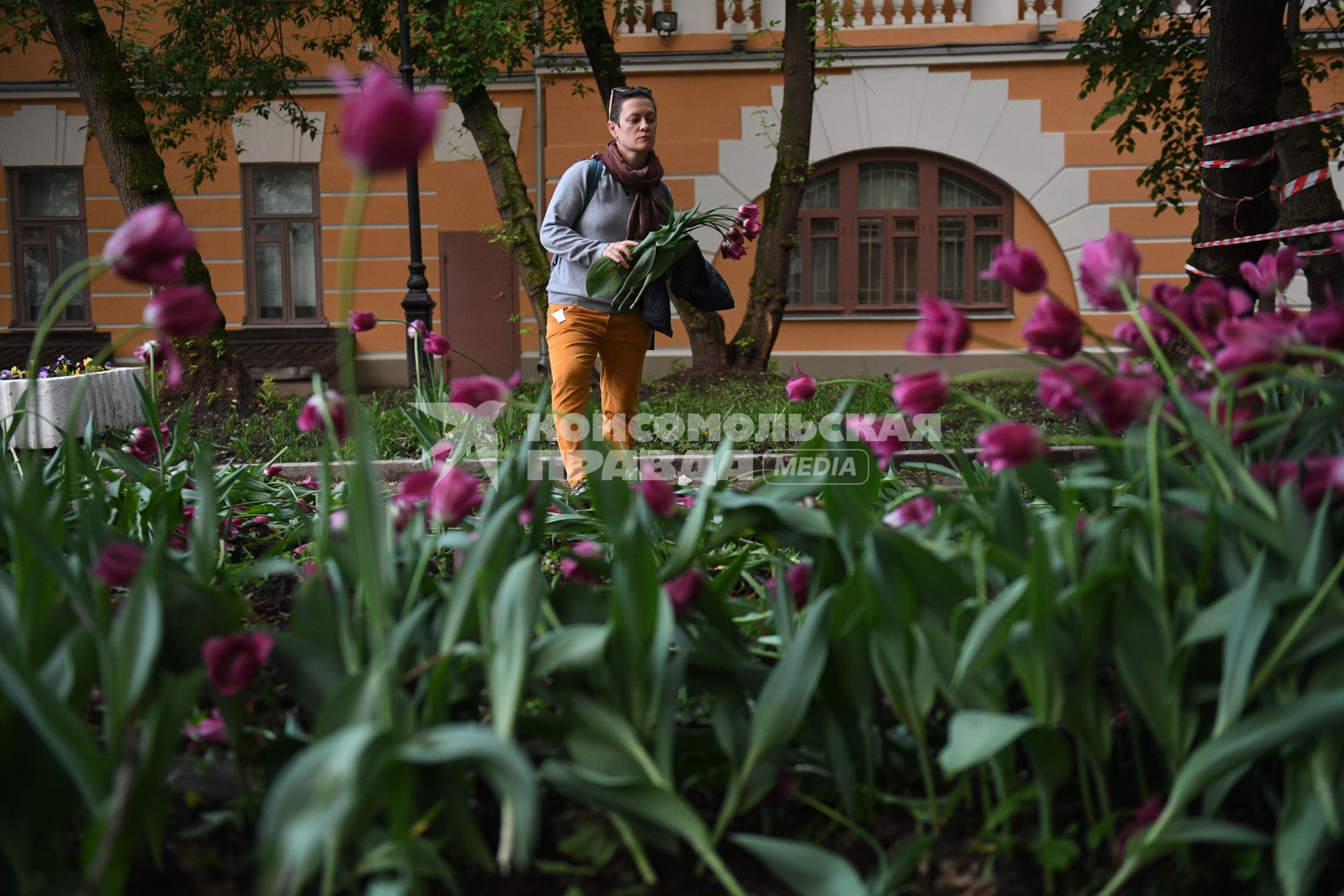 Москва. Женщина собирает тюльпаны, сломанные после урагана в сквере у дома Н.В. Гоголя на Никитском бульваре.