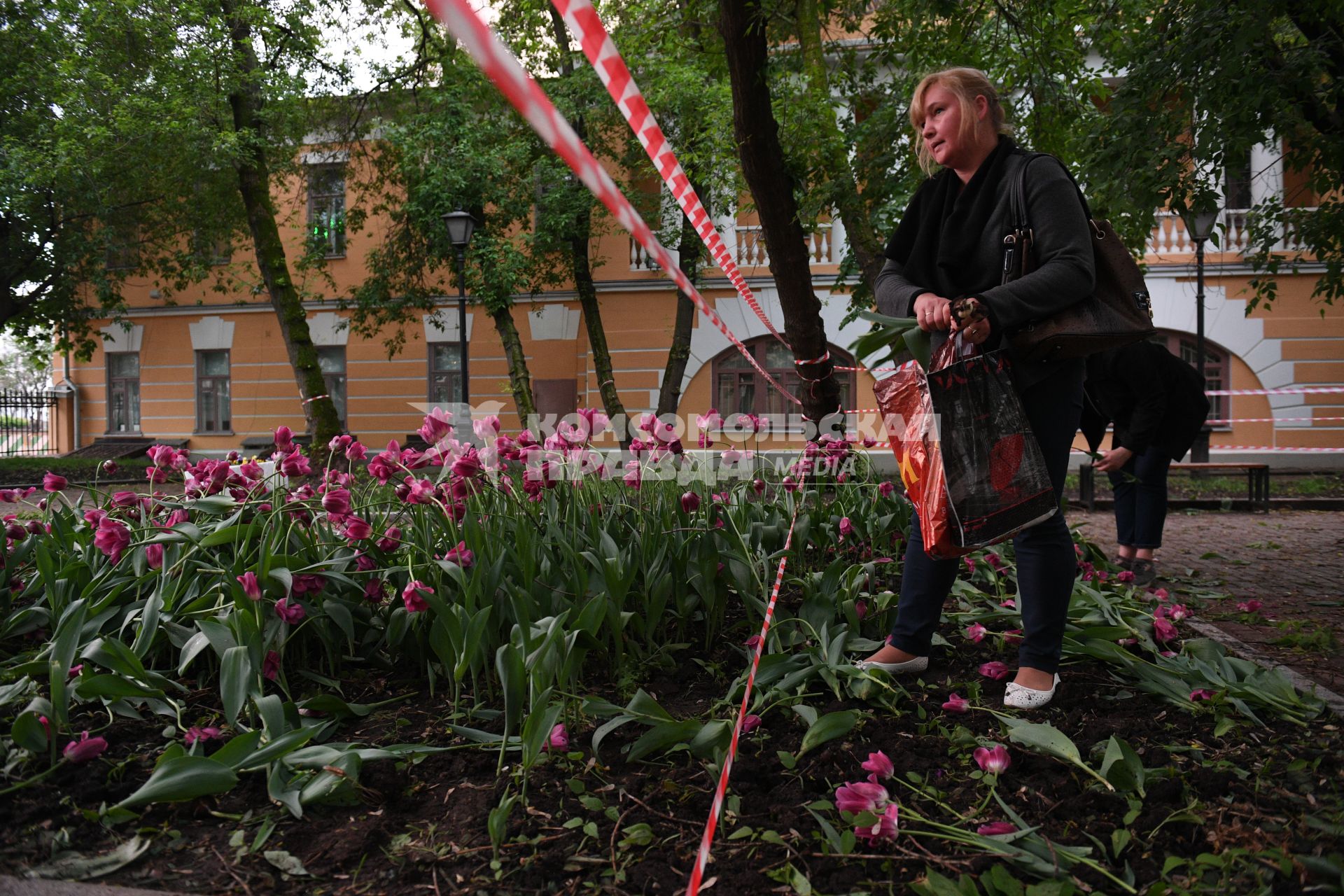 Москва. Женщина собирает тюльпаны, сломанные после урагана в сквере у дома Н.В. Гоголя на Никитском бульваре.