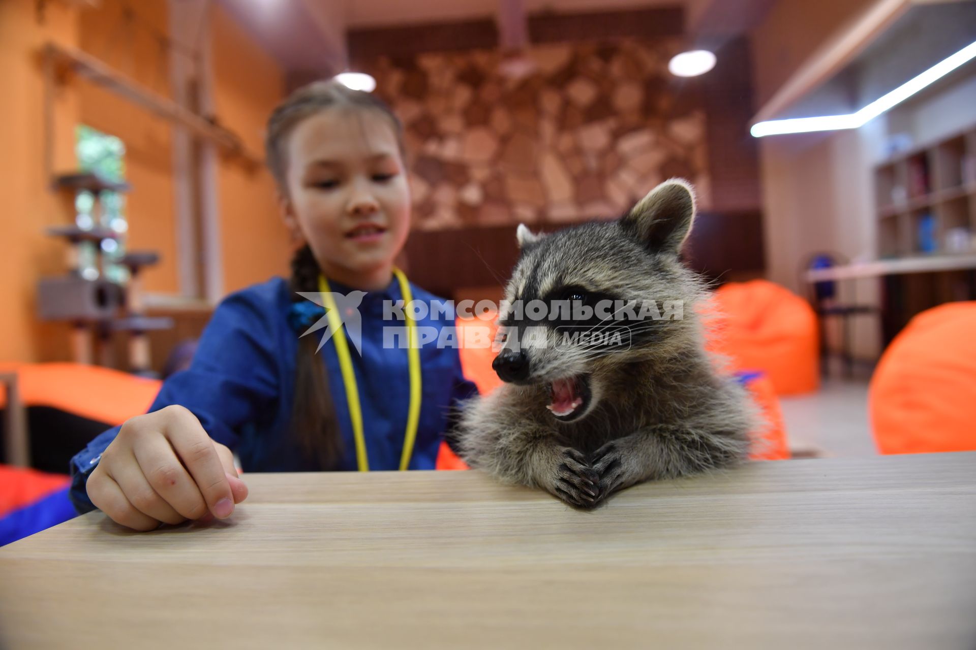 Москва. Девочка играет с енотом  в столичном антикафе `Котики Енотики`.