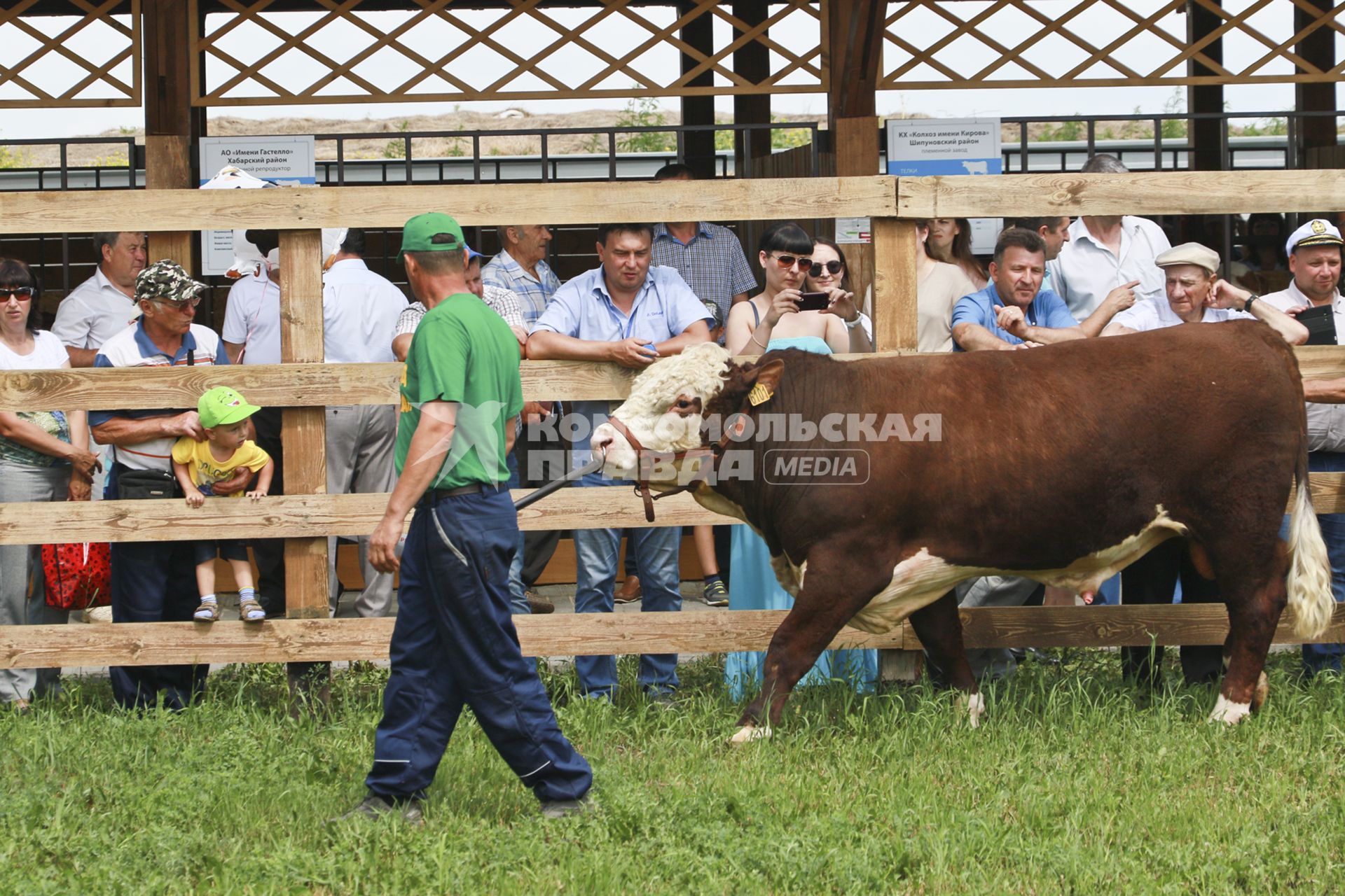 Барнаул. Выставка племенного скота прошла  на `Дне сибирского поля` в рамках Агропромышленного форума  на Алтае.