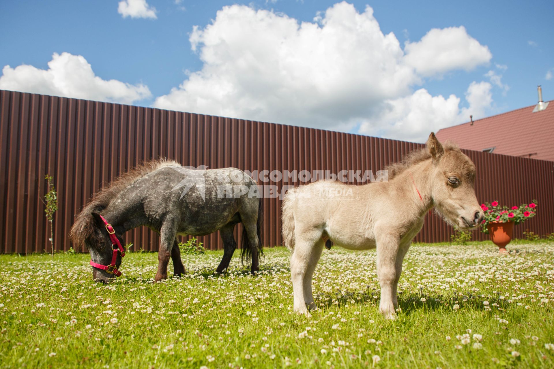 Ленинградская область, д. Скотное. На ферме  родился самый маленький жеребенок в мире породы американской карликовой лошади по кличке Гулливер.