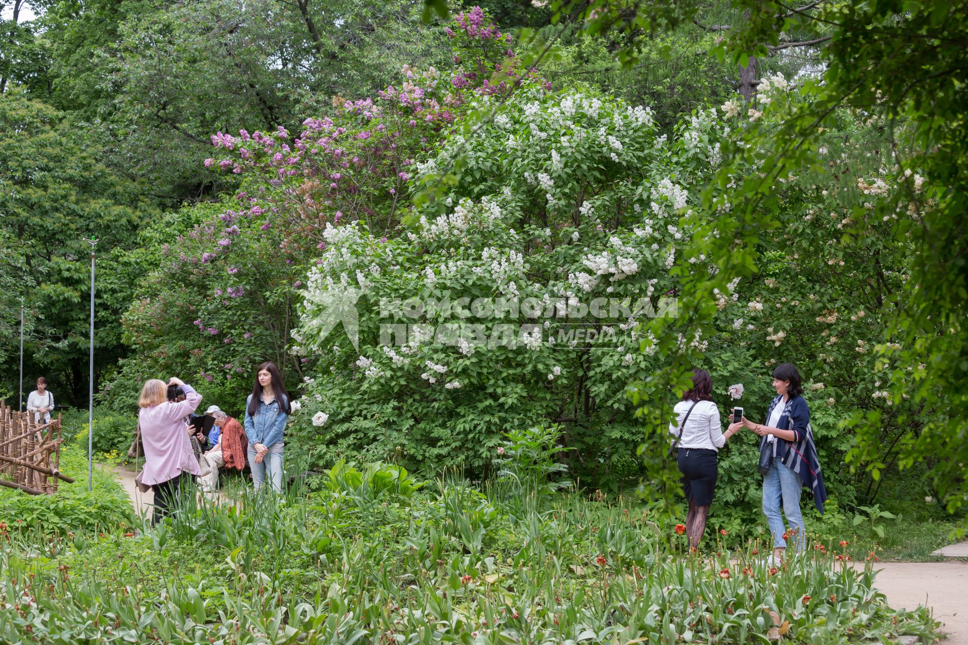Москва.  Девушки фотографируются на фоне цветущих кустов сирени  в саду  Аптекарского сада.