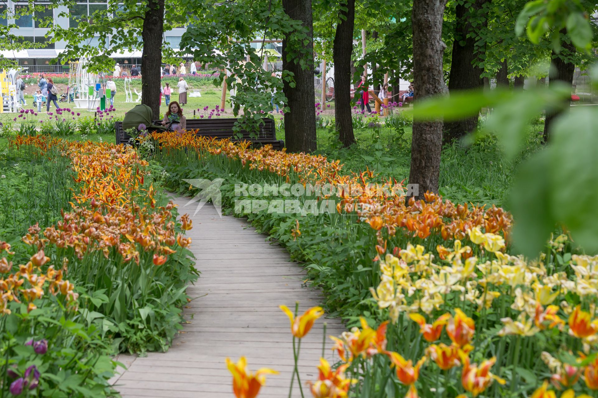 Москва. Цветущие тюльпановые аллеи  в саду  Аптекарского сада.