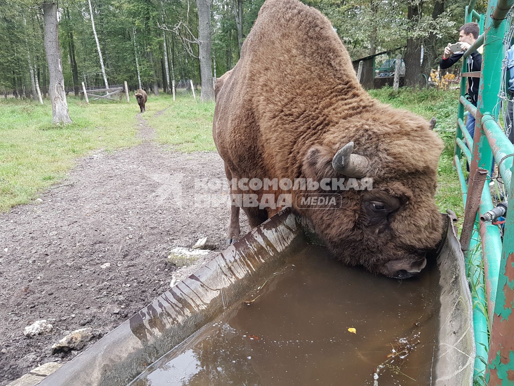 Московская область, Серпуховский район. Зубры в Приокско-Террасном заповеднике.