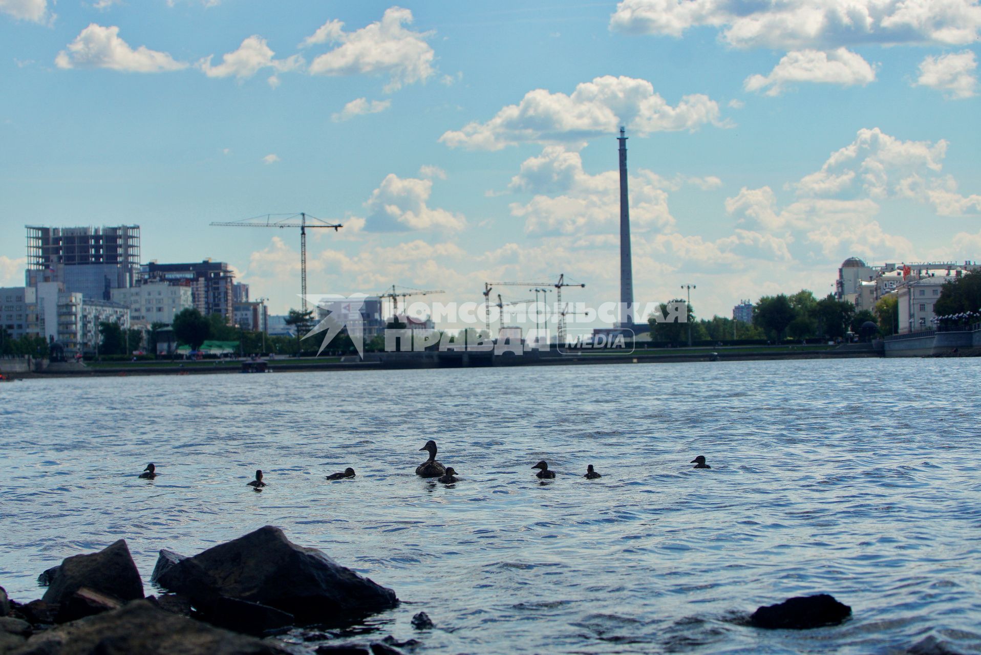 Екатеринбург. Утка с выводком у берега городского пруда обмелевшего из-за сброса воды