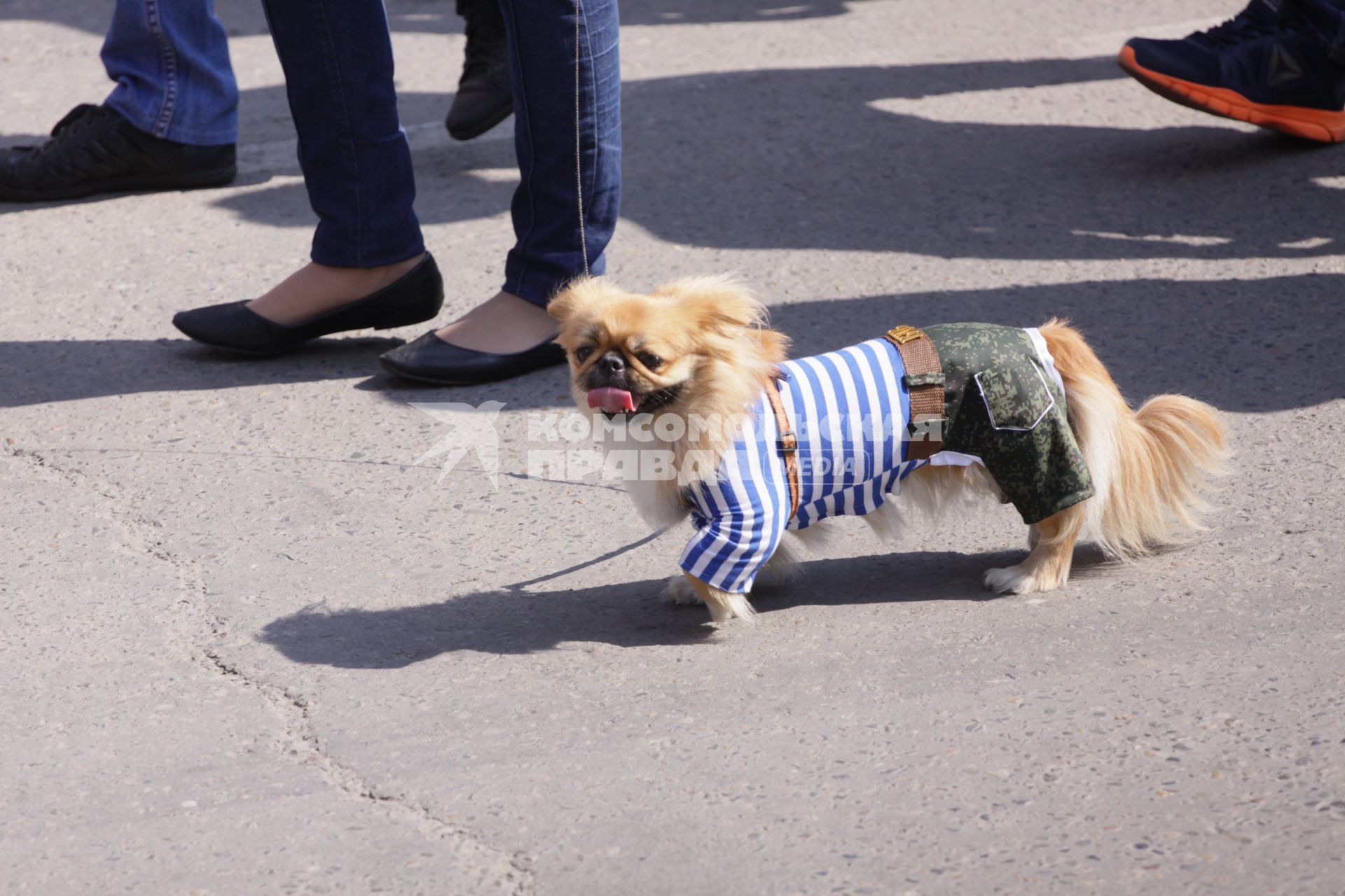 Барнаул.  Собака в тельняшке на празднике  Дня Воздушно-десантных войск России.