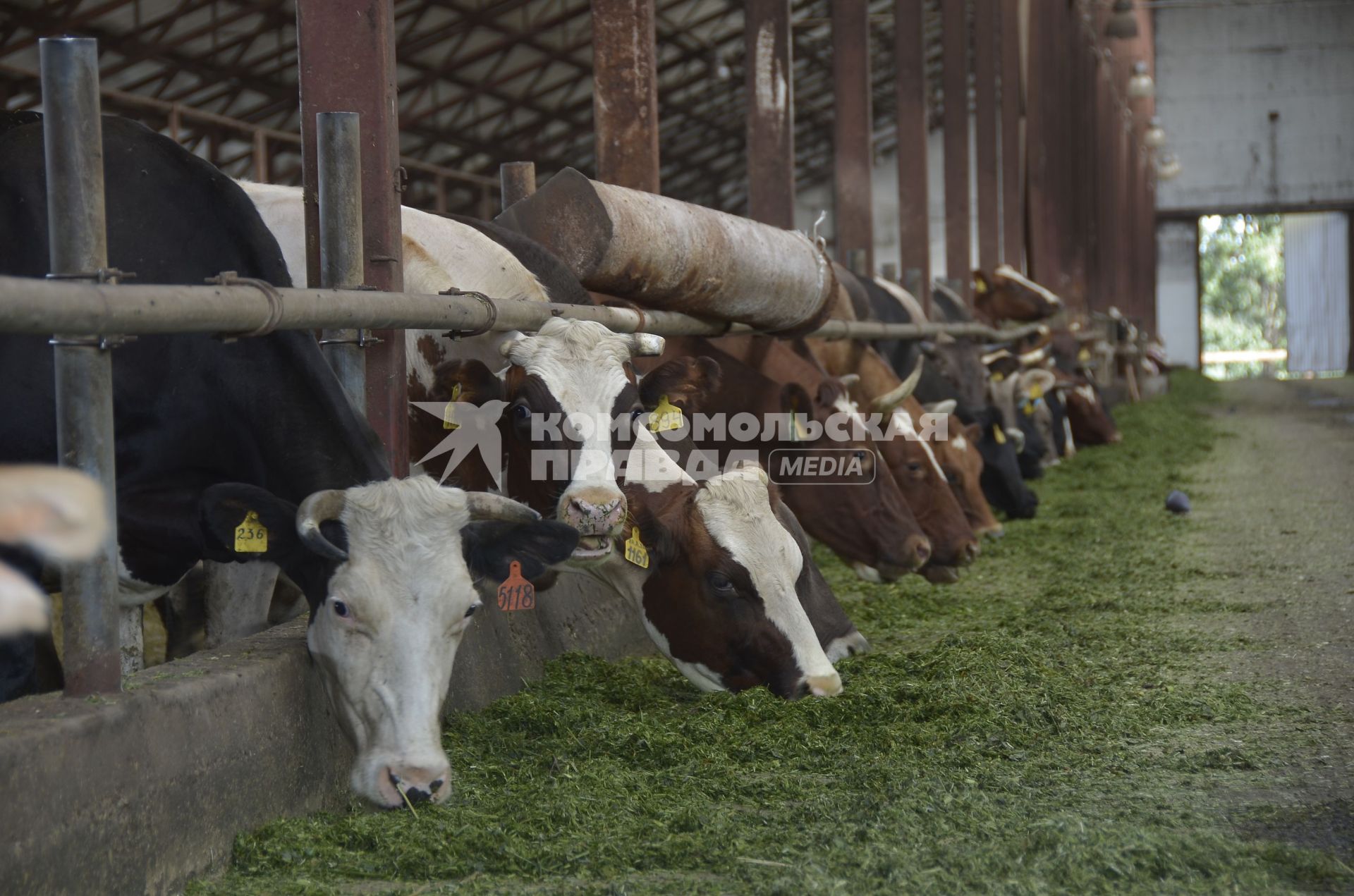 Тульская область. Коровы  на мясо-молочной ферме  `Родина`.
