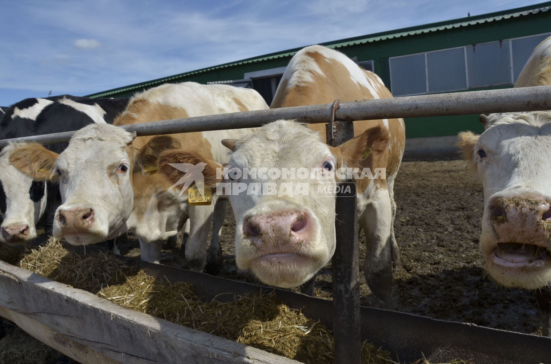 Тульская область. Коровы на мясо-молочной  ферме.