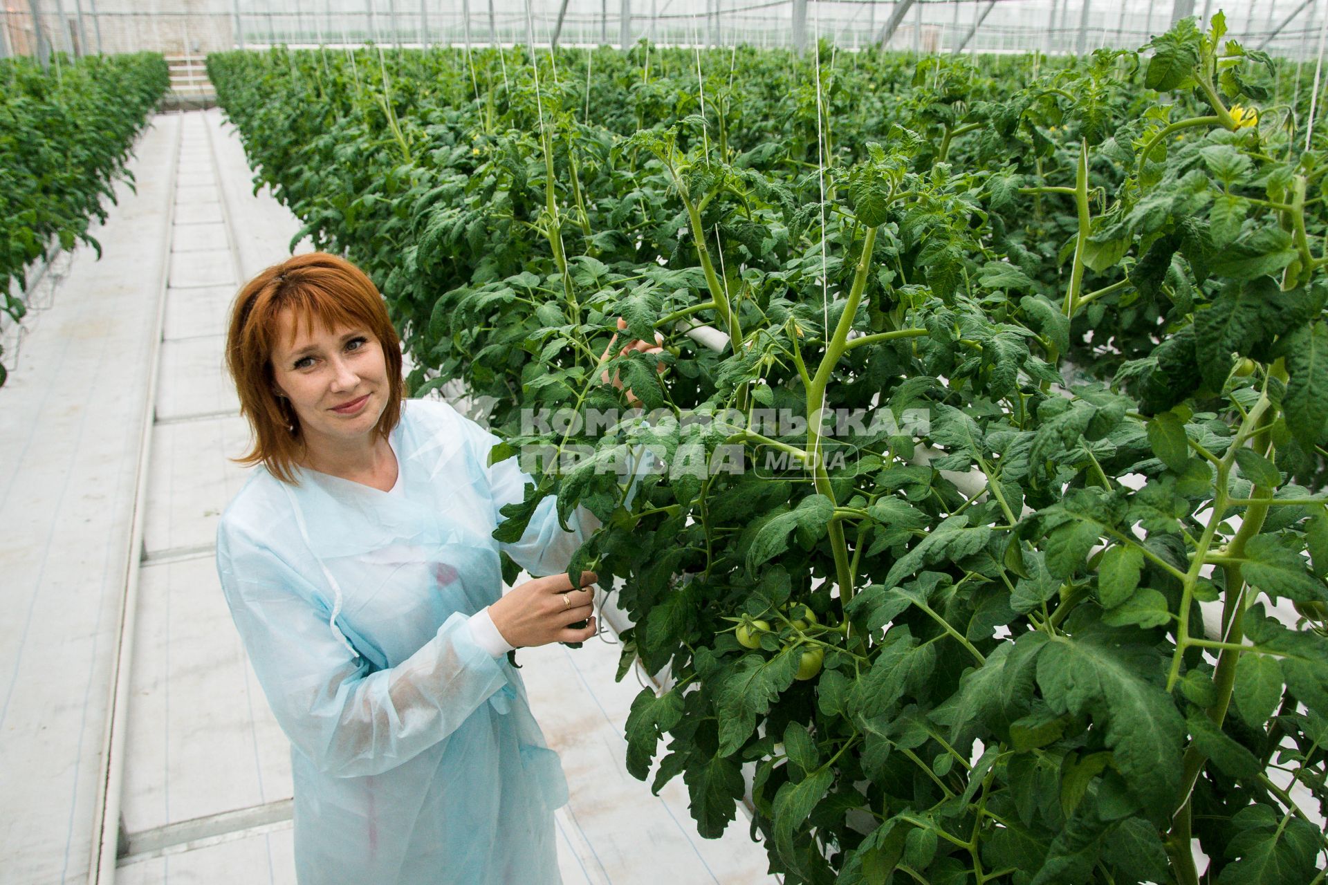 Самара. Тепличное хозяйство `ОАО Тепличный` по выращиванию томатов.