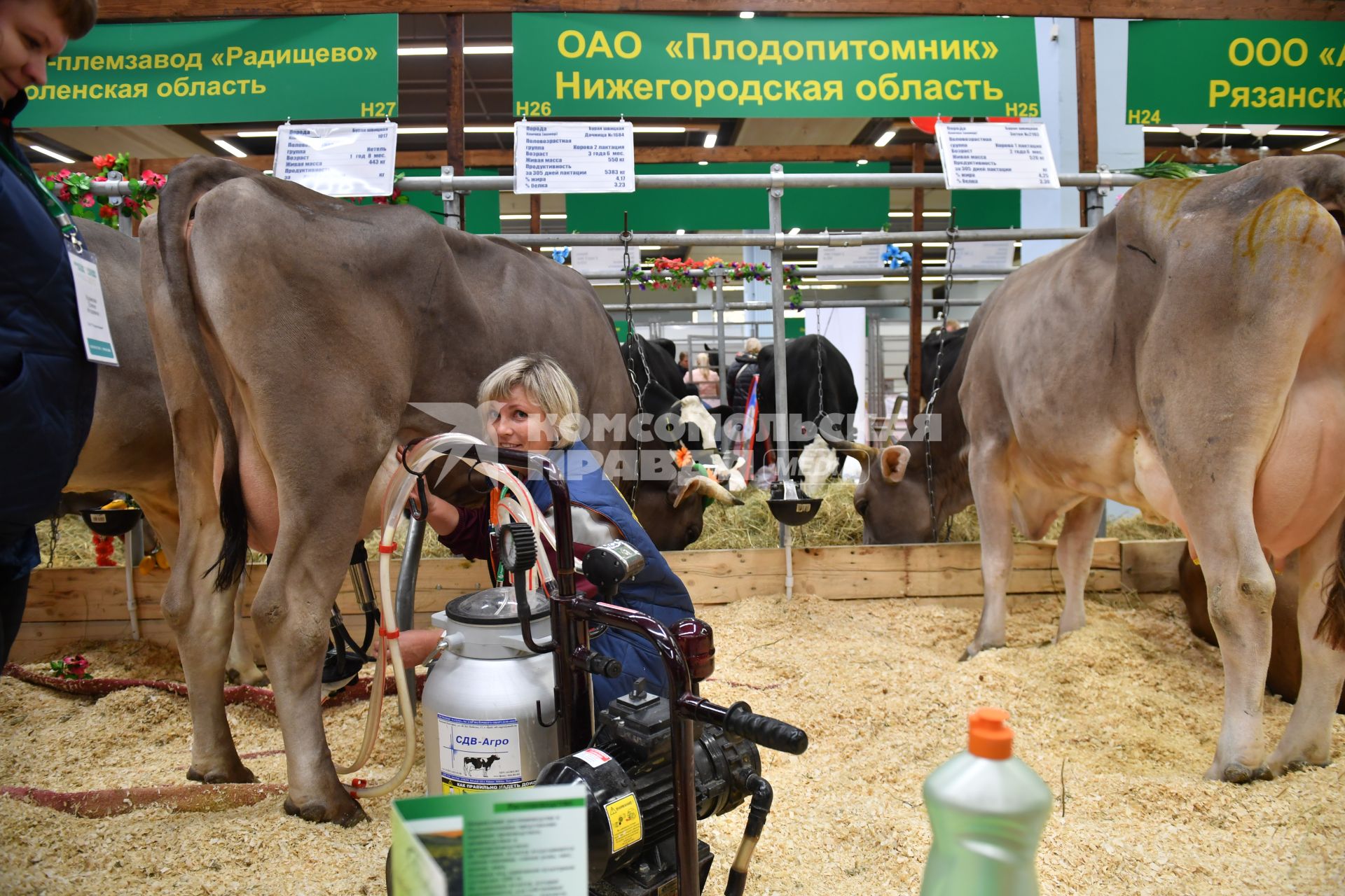 Москва. Коровы  на  Российской агропромышленной выставке `Золотая осень` на ВДНХ.