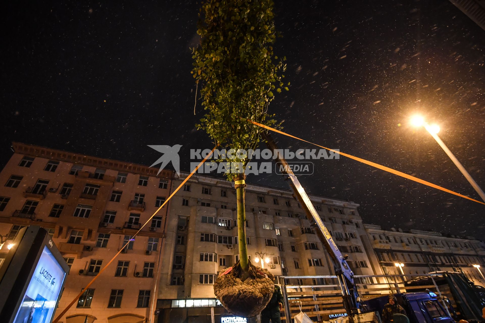 Москва. Высадка лип на Тверской улице на участке от Пушкинской до Триумфальной площади.