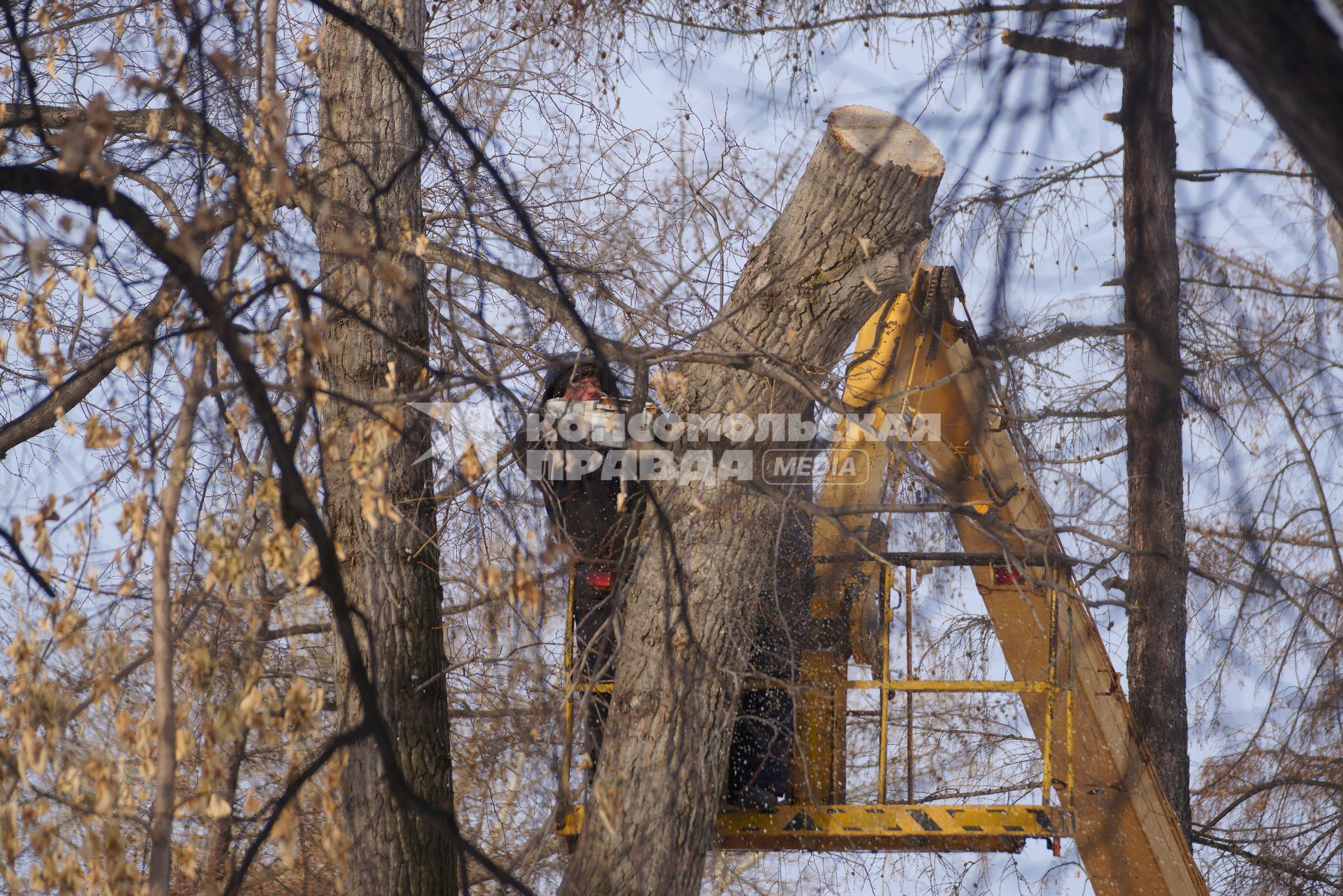 Екатеринбург. Рабочие проводят омолаживающую резку деревьев
