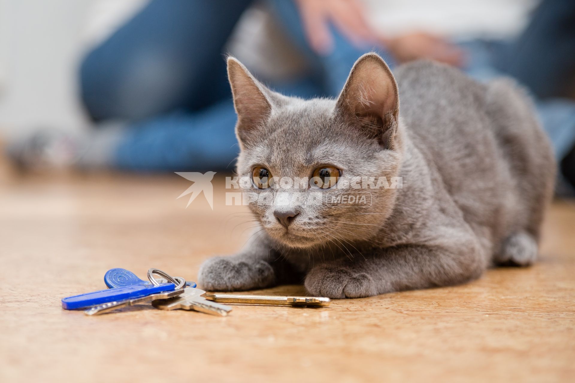 Челябинск.  Кот играет с ключами от квартиры.