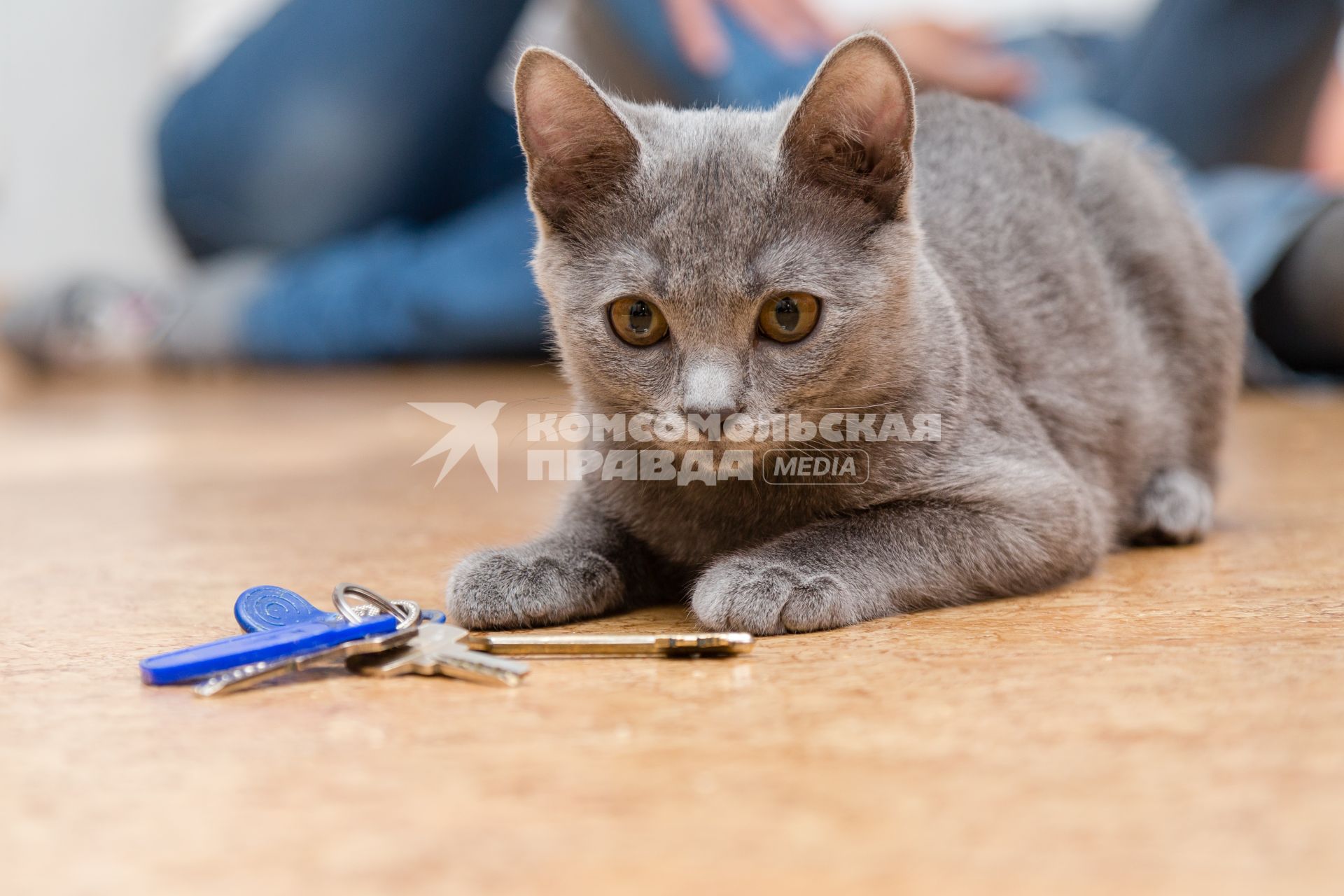 Челябинск.  Кот играет с ключами от квартиры.
