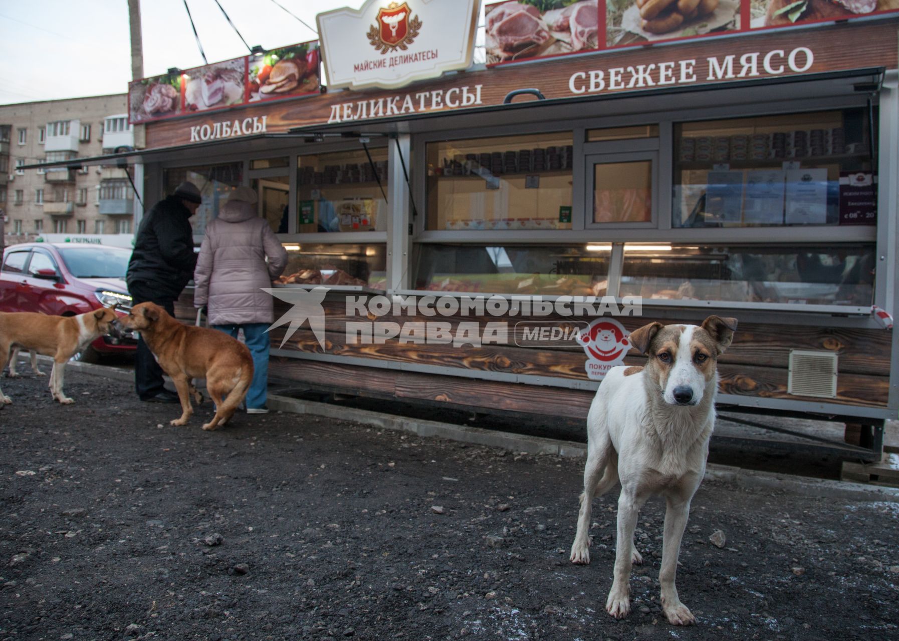 Пермь. Бездомные  собаки  у палатки с мясными деликатесами.