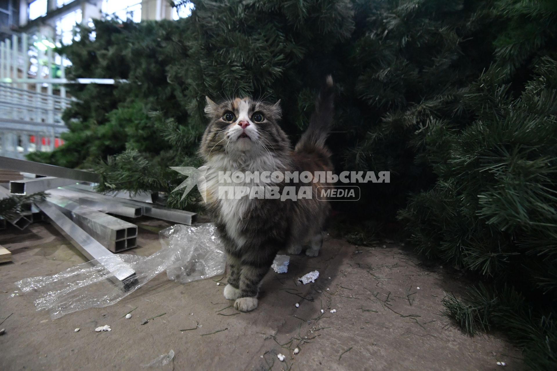 Москва. Кошка у искусственной новогодней елки в мастерской по изготовлению украшений для новогоднего оформления города.