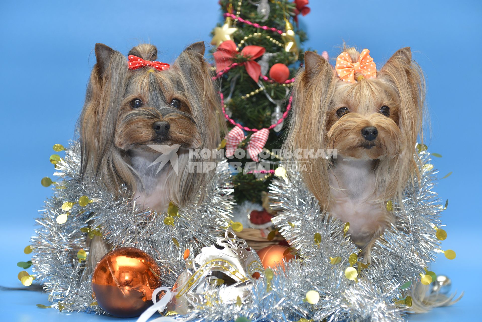 Тула. Собаки породы йоркширский терьер у новогодней елки.