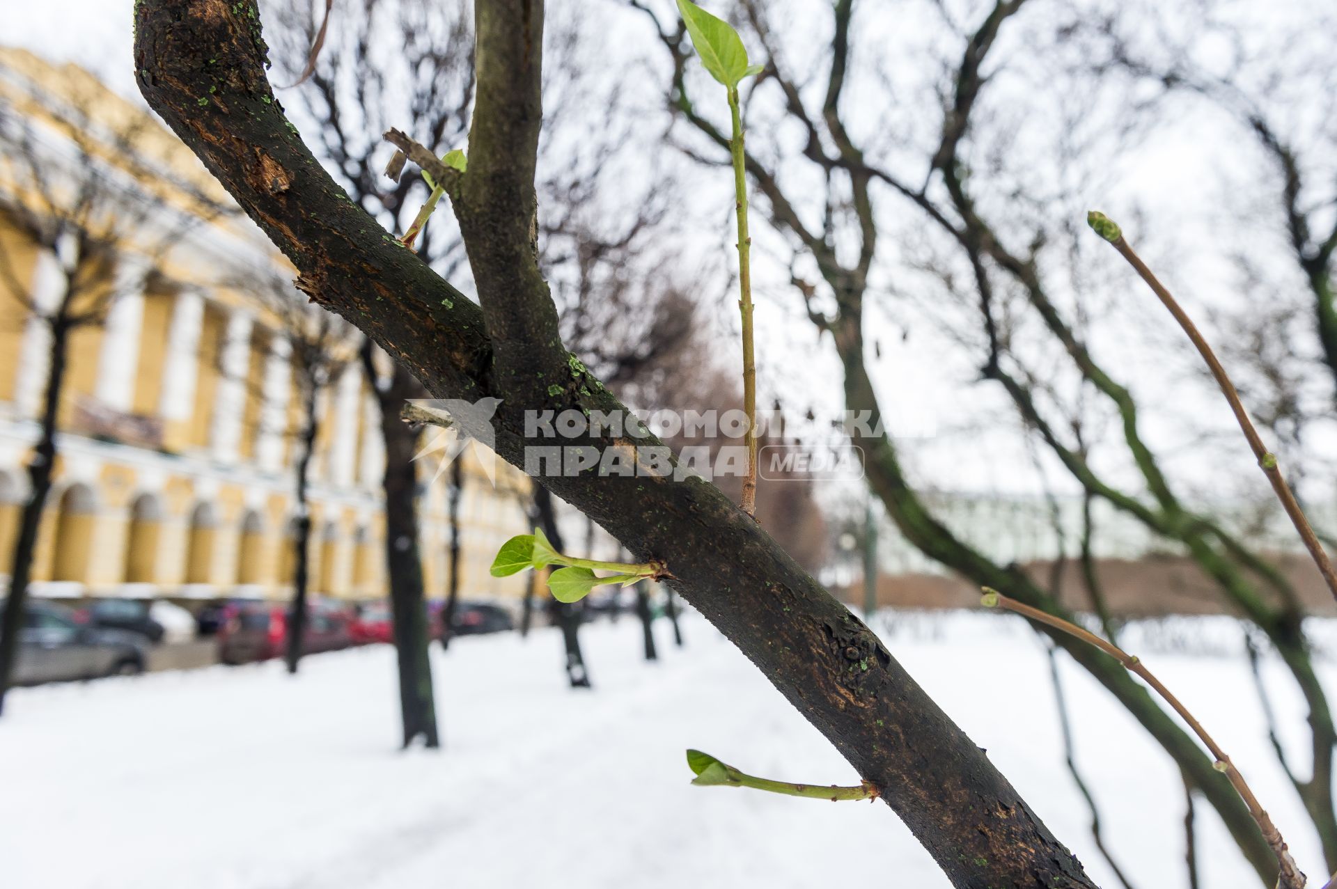 Санкт-Петербург. В связи с аномально теплой погодой в городе зазеленели деревья.