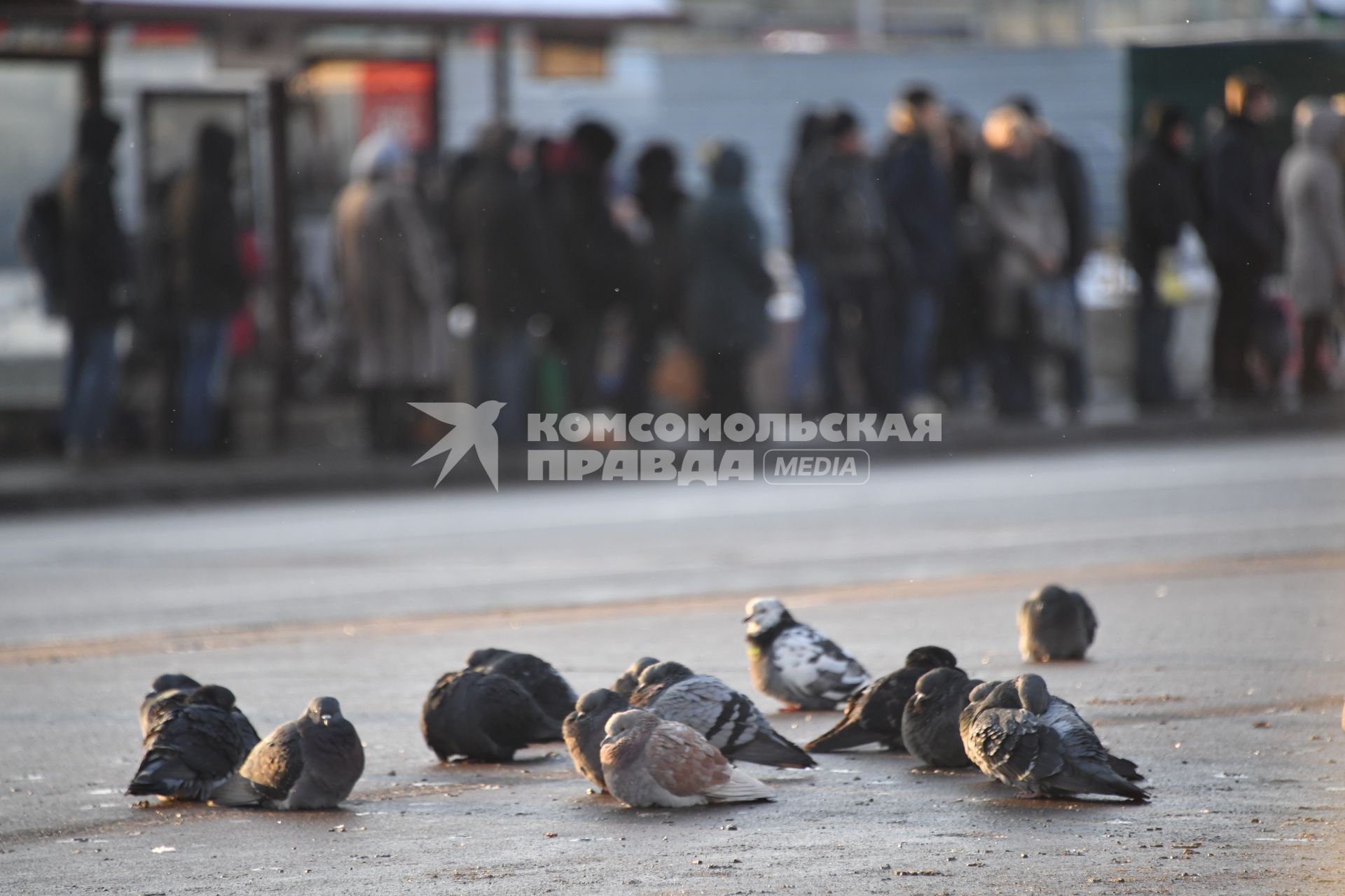 Москва. Стая голубей.