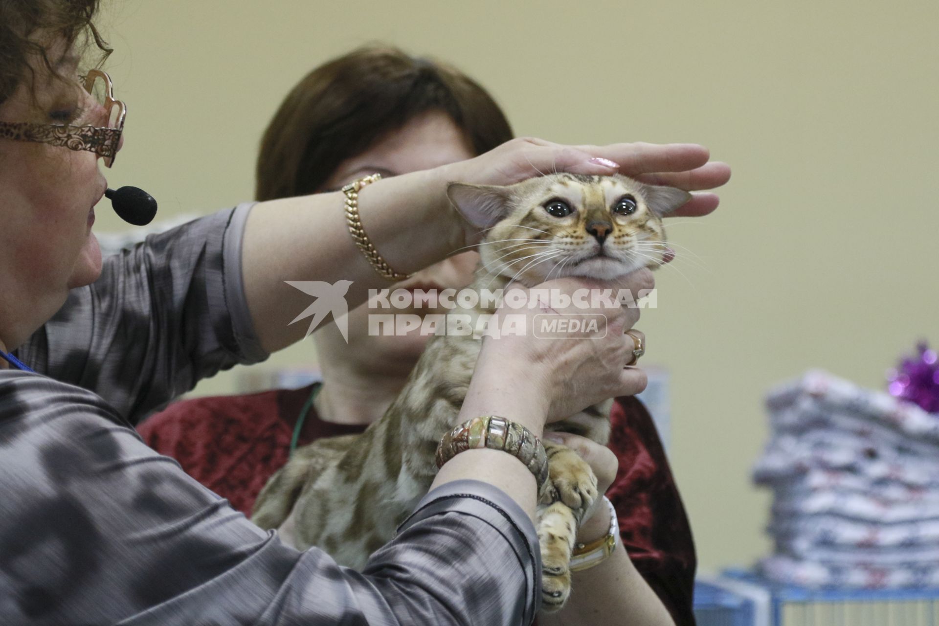 Барнаул. Кошка породы британская короткошерстная  на выставке кошек `Котовстречи старого Нового года` в ТК `Геомаркет`.