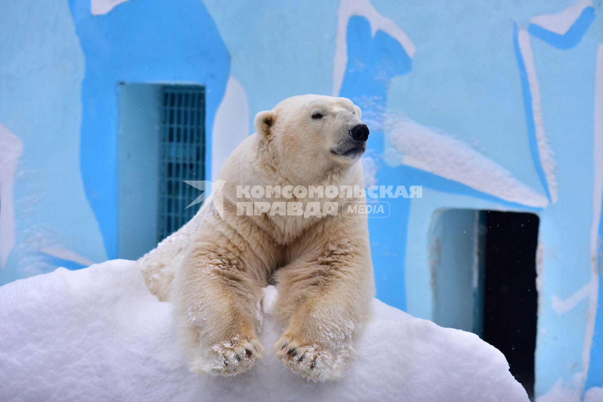 Новосибирск.  Белый медведь  в зоопарке имени Ростислава Шило.