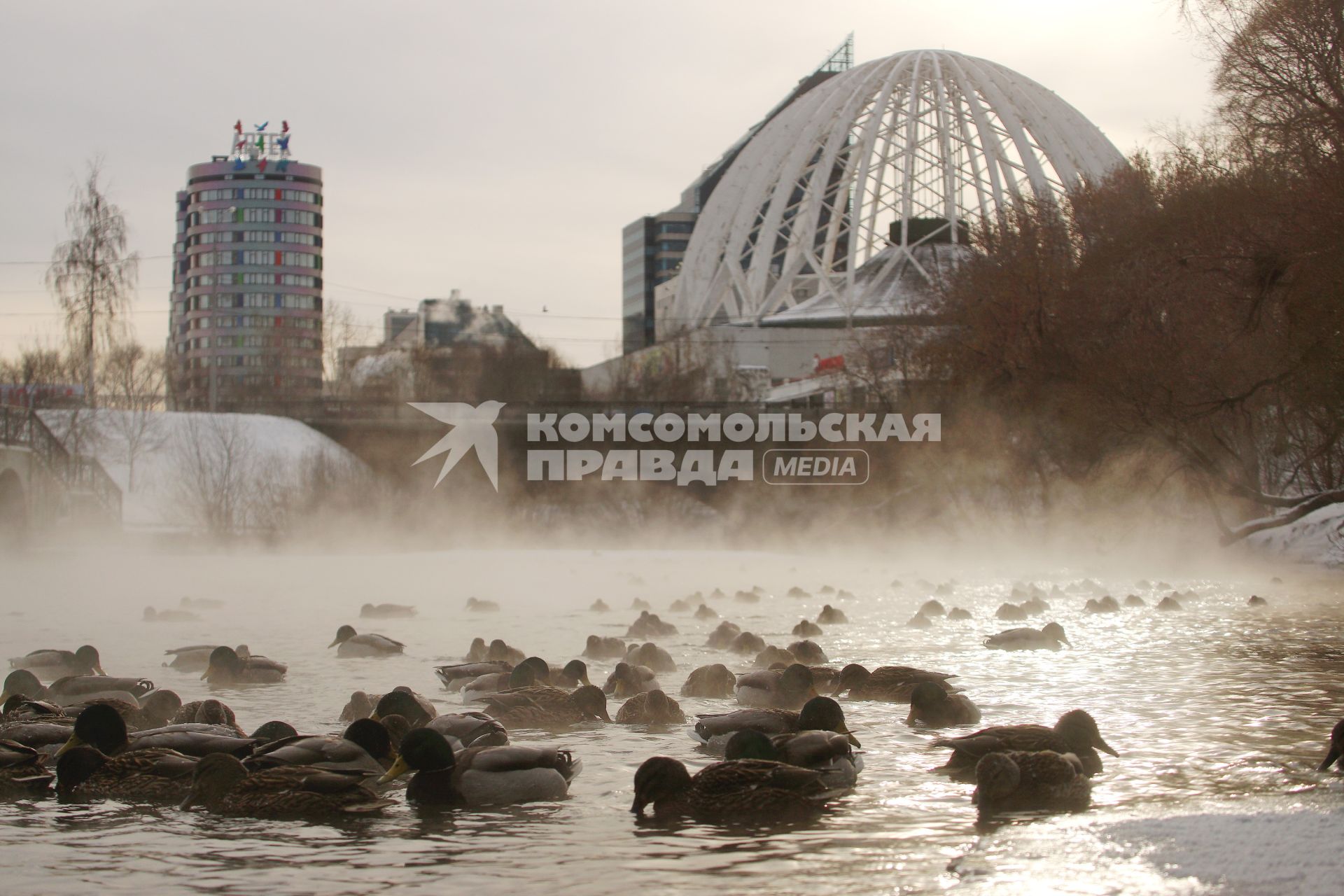 Екатеринбург. Утки на реке Исеть во время сильных морозов