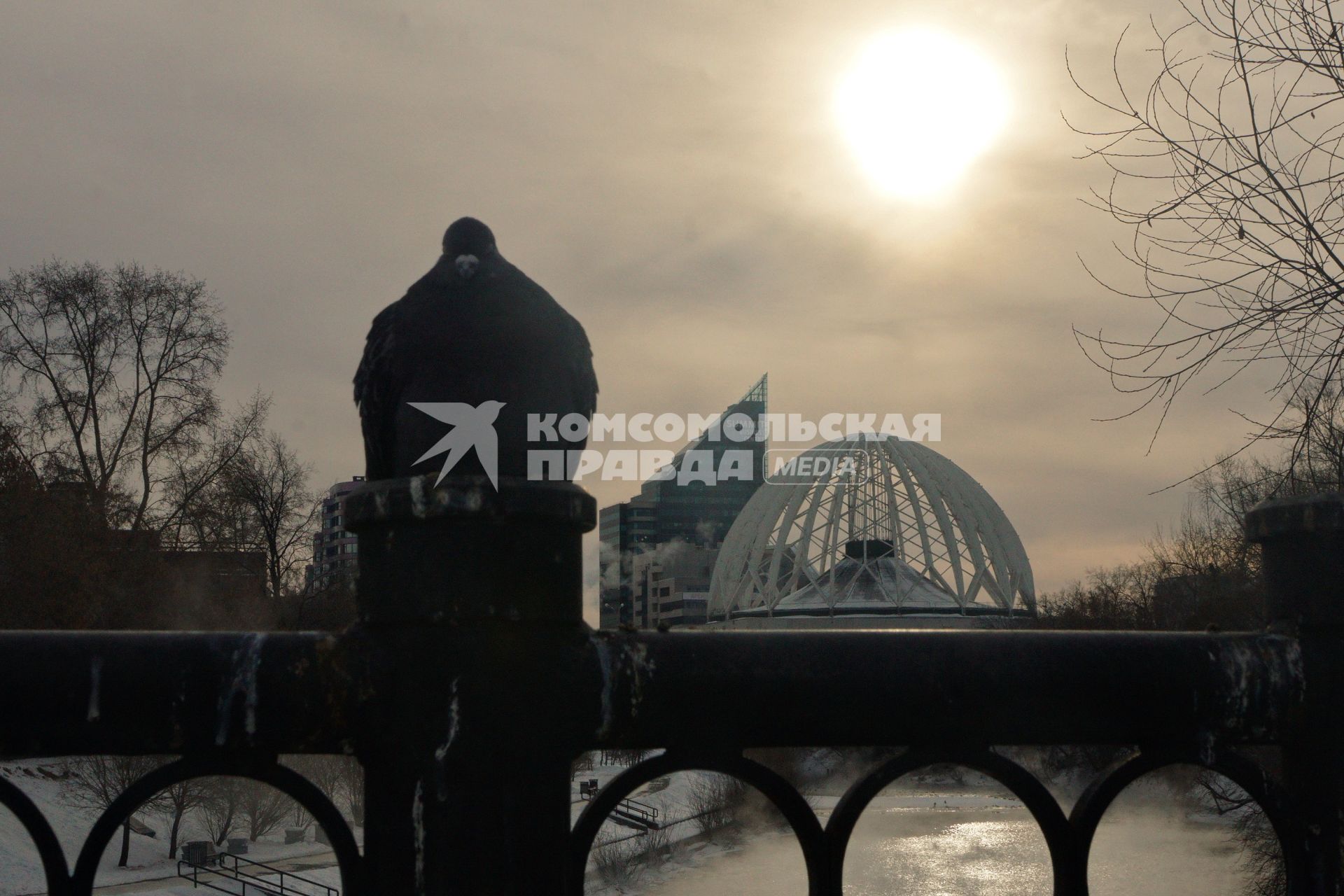 Екатеринбург. Голубь на фоне Екатеринбургского цирка во время сильных морозов