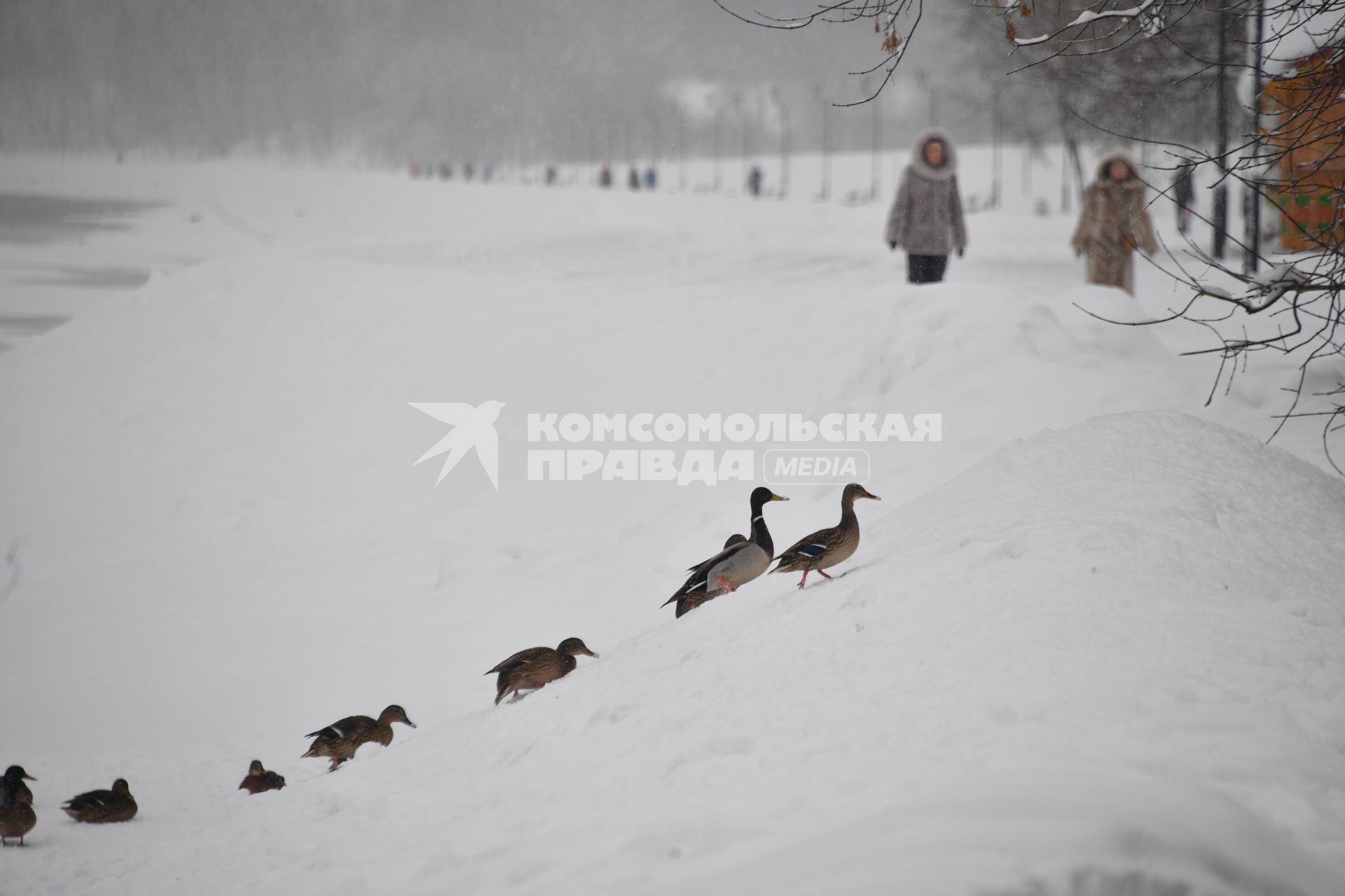 Москва. Утки в парке Коломенское.