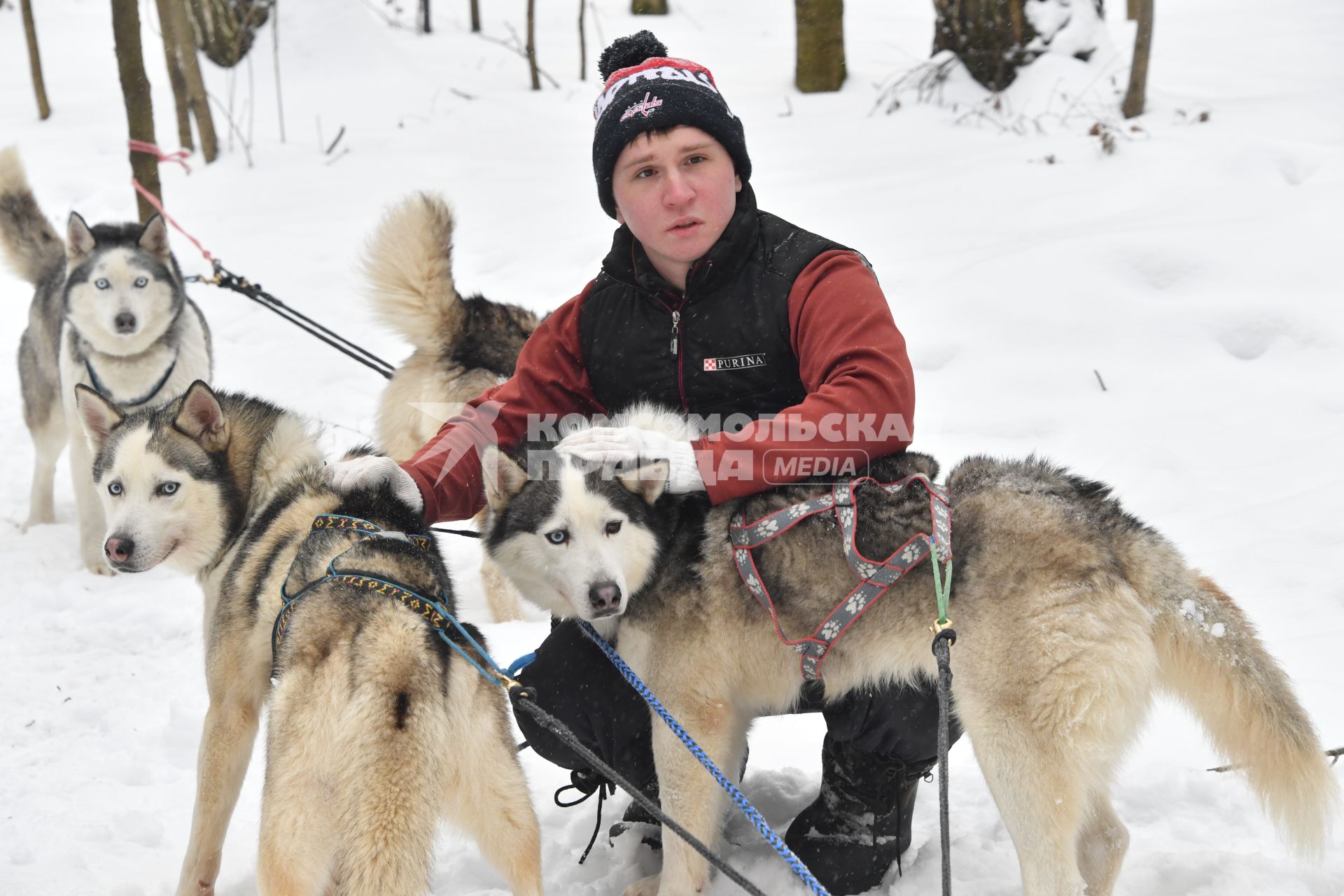 Москва. Катание на собачьих упряжках в Хаски-парке в `Сокольниках`.