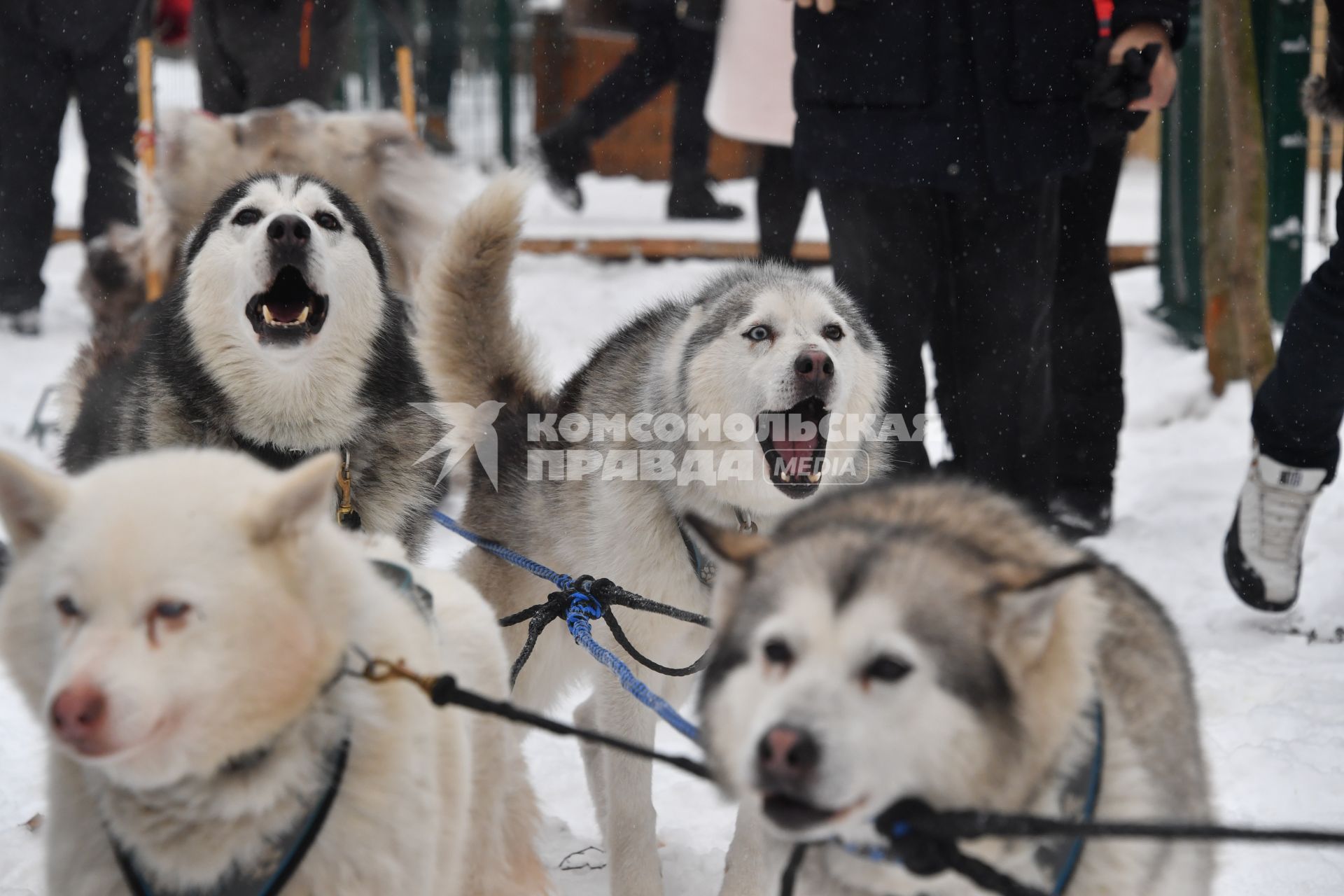 Москва. Катание на собачьих упряжках в Хаски-парке в `Сокольниках`.