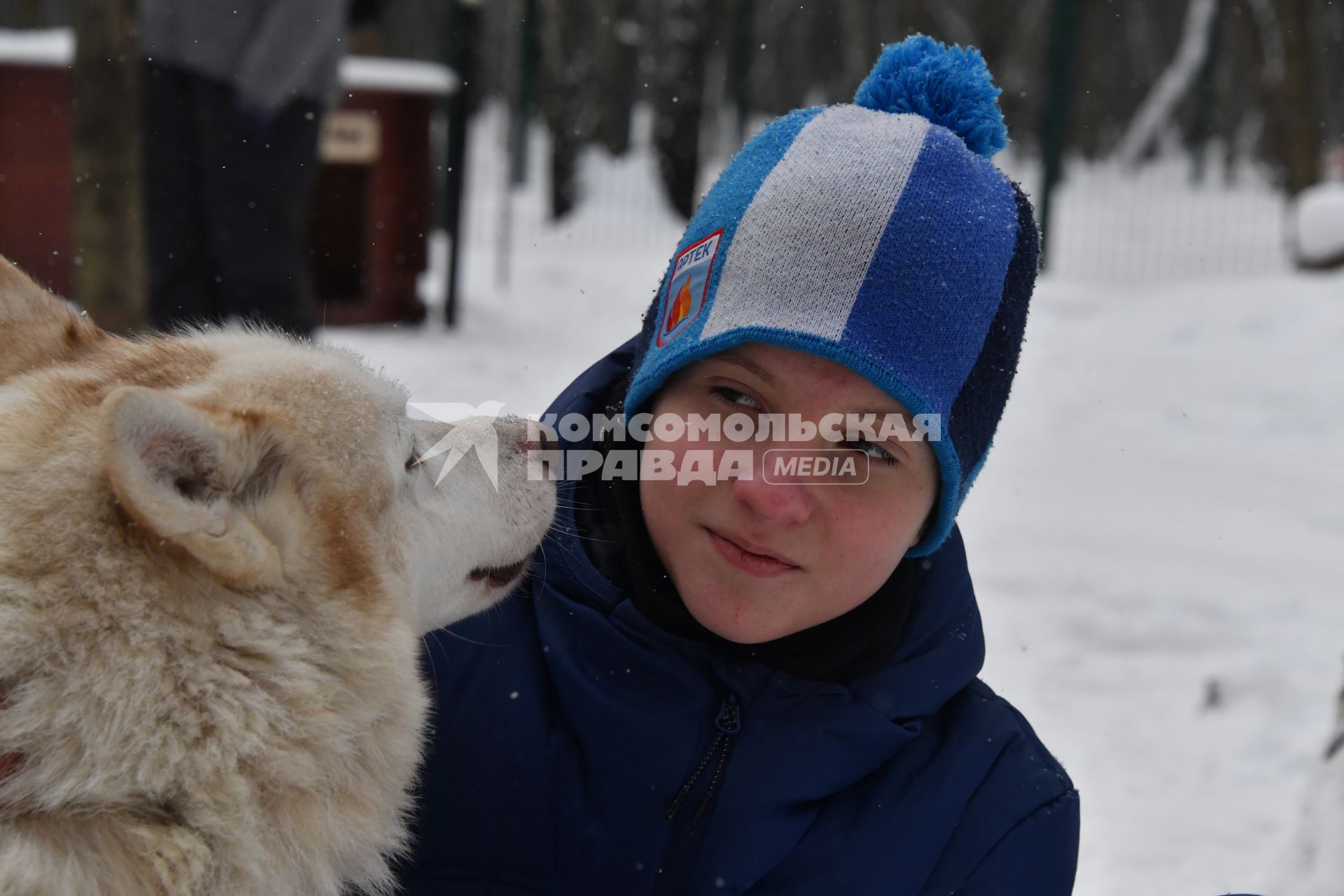 Москва. Хаски-парк в `Сокольниках`.