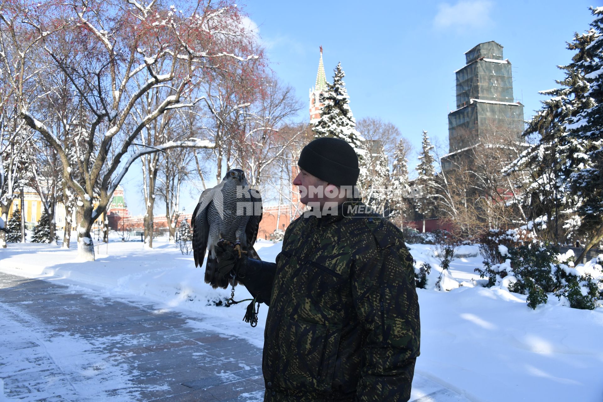 Москва. Военнослужащий   Соколиной службы комендатуры Московского Кремля  с соколом Альфой.