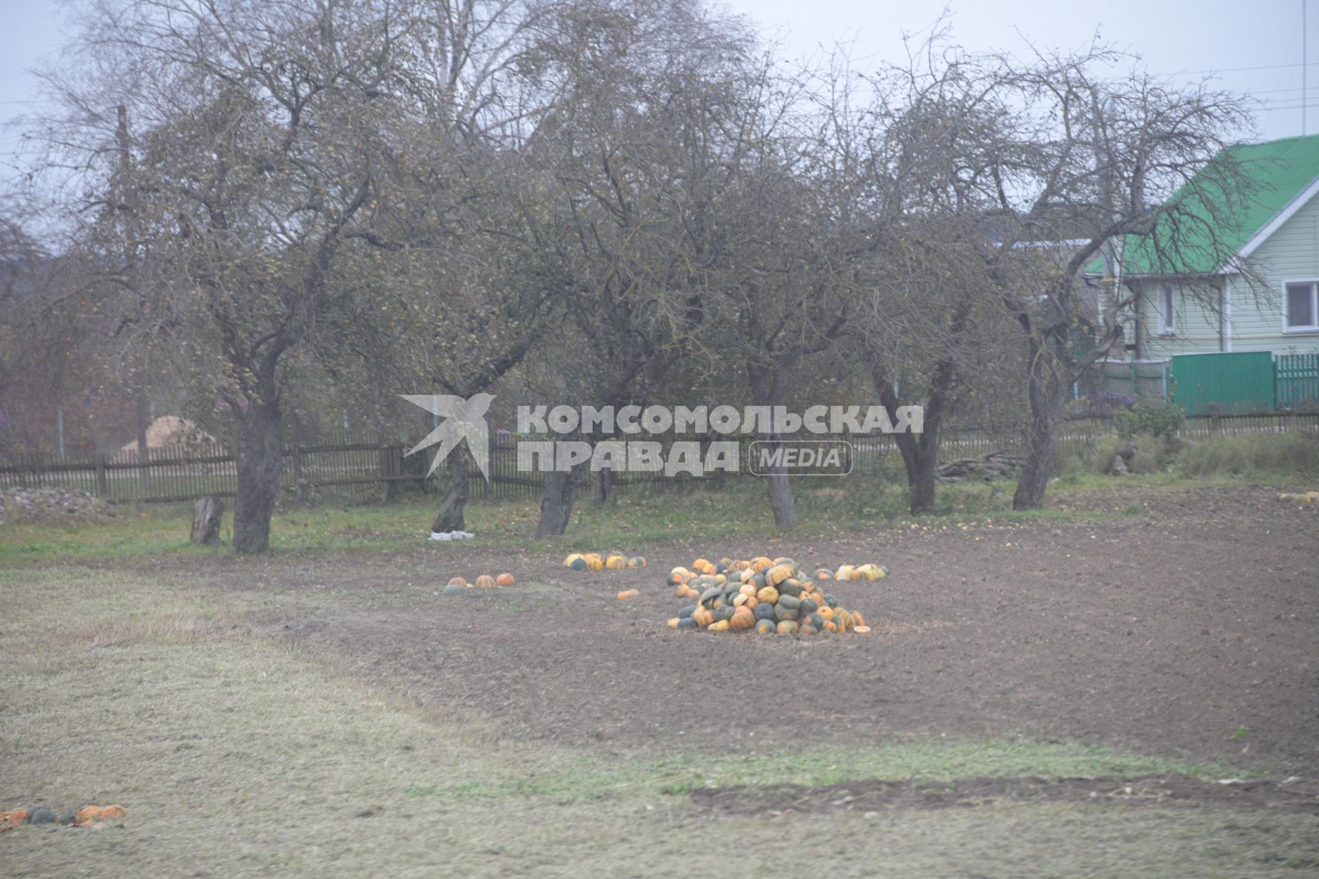 Беларусь, Слуцк.  Урожай тыквы на приусадебном участке.