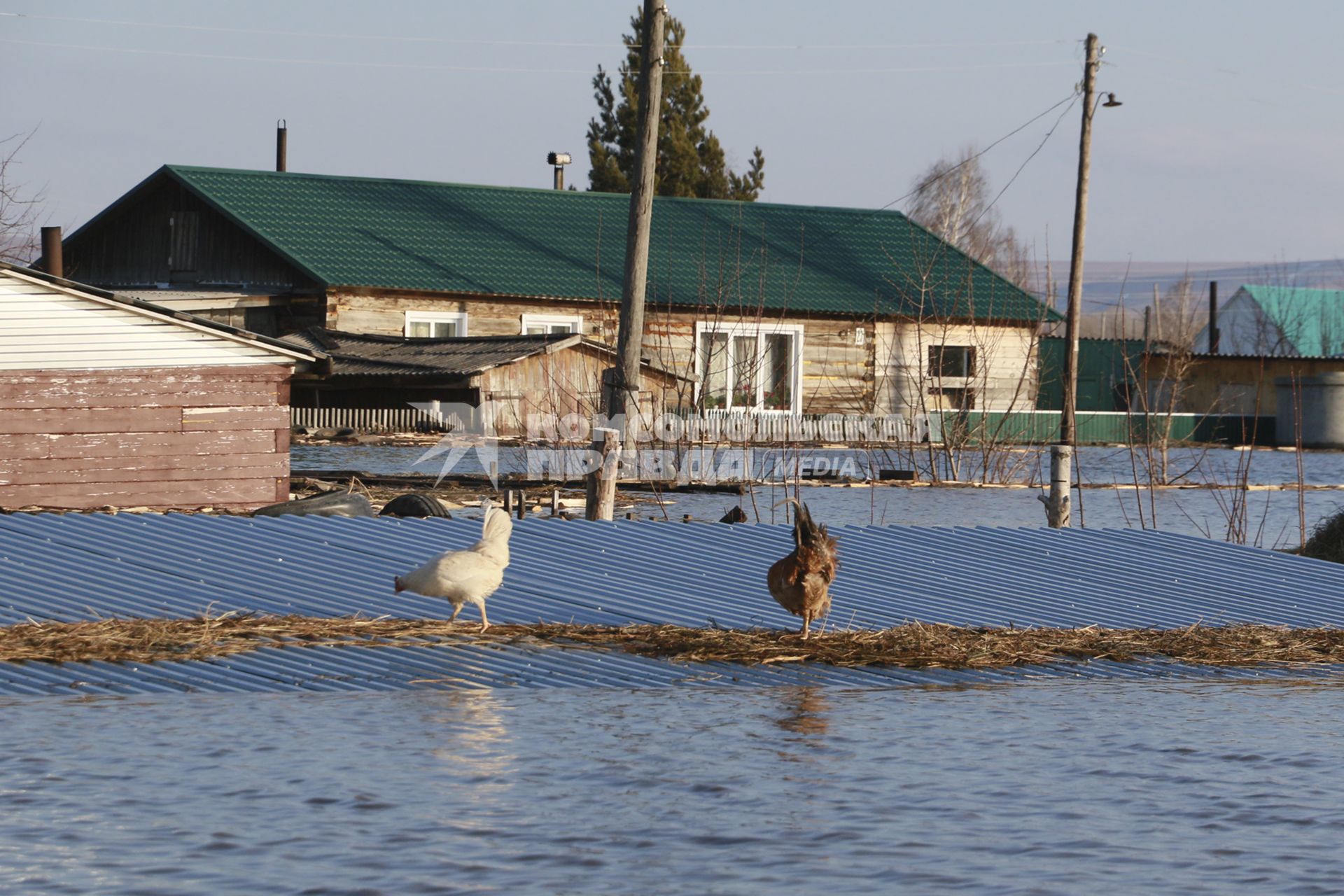 Алтай, село Зеленый Дол.   Домашние птицы  на крыше затопленного  дома.