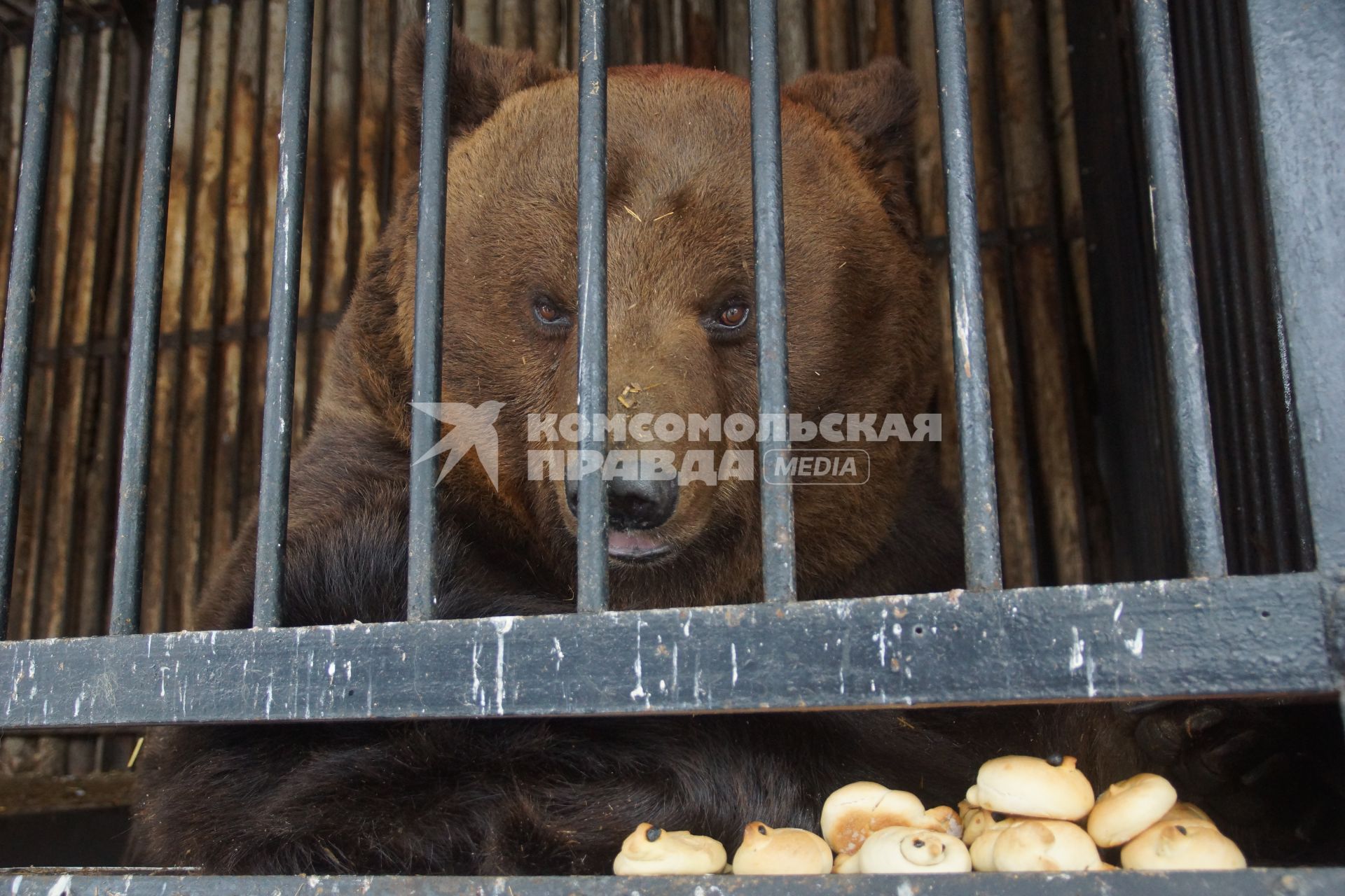 Самара. Медведя Умку ,  проснувшегося  после  зимней спячки в самарском зоопарке, угостили  жаворонками из теста .