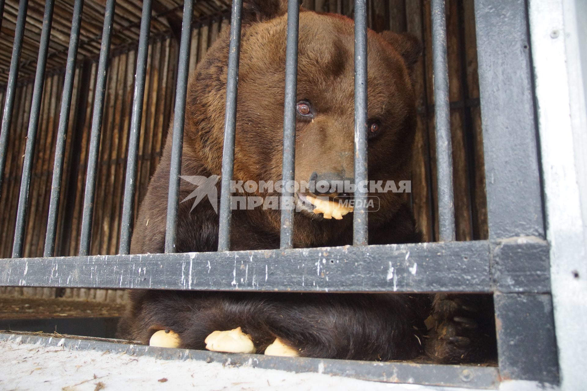 Самара. Медведя Умку ,  проснувшегося  после  зимней спячки в самарском зоопарке, угостили  жаворонками из теста .