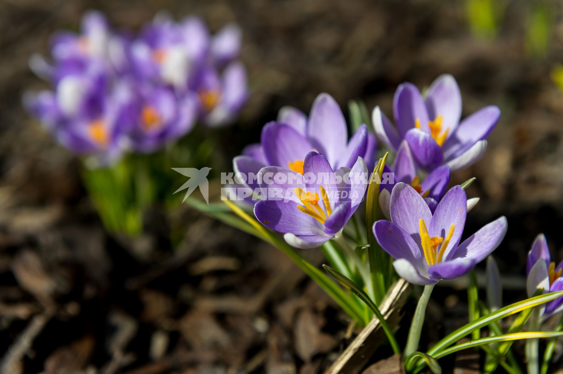 Санкт-Петербург. Шафран (Crocus) в Ботаническом саду имени Петра Великого.