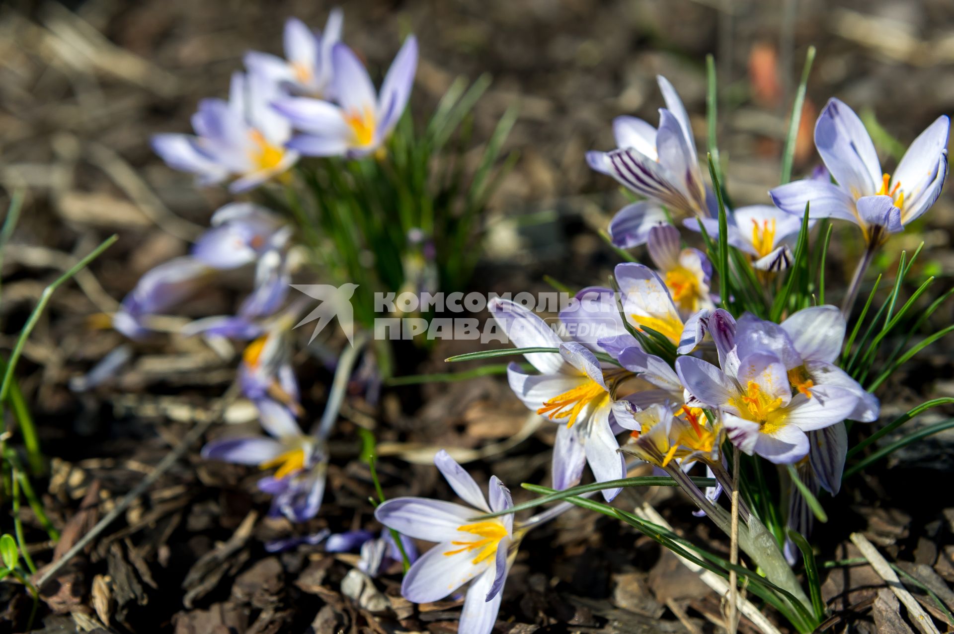 Санкт-Петербург. Шафран (Crocus) в Ботаническом саду имени Петра Великого.