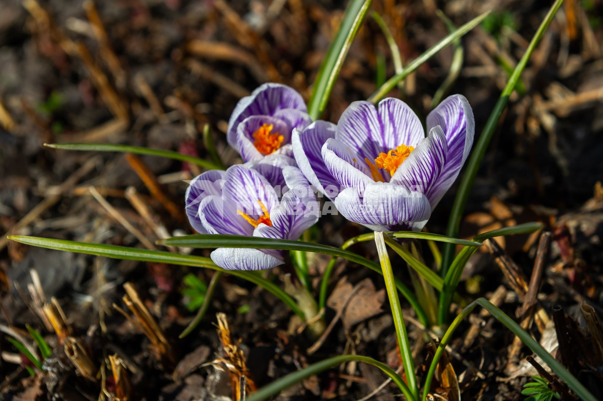 Санкт-Петербург. Шафран (Crocus) в Ботаническом саду имени Петра Великого.