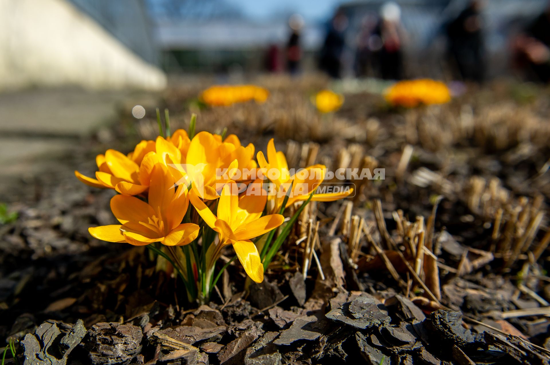 Санкт-Петербург. Шафран (Crocus) в Ботаническом саду имени Петра Великого.