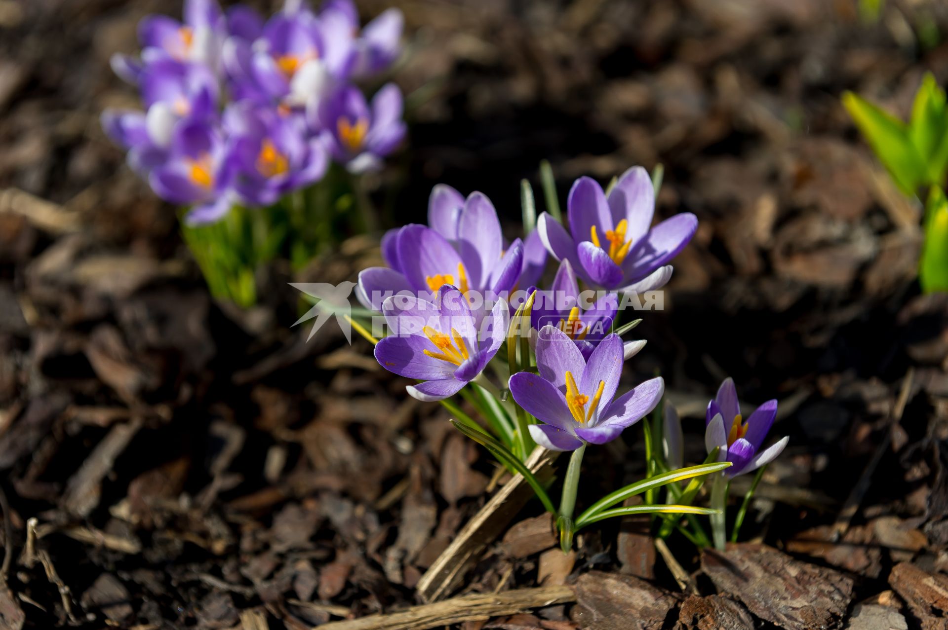 Санкт-Петербург. Шафран (Crocus) в Ботаническом саду имени Петра Великого.