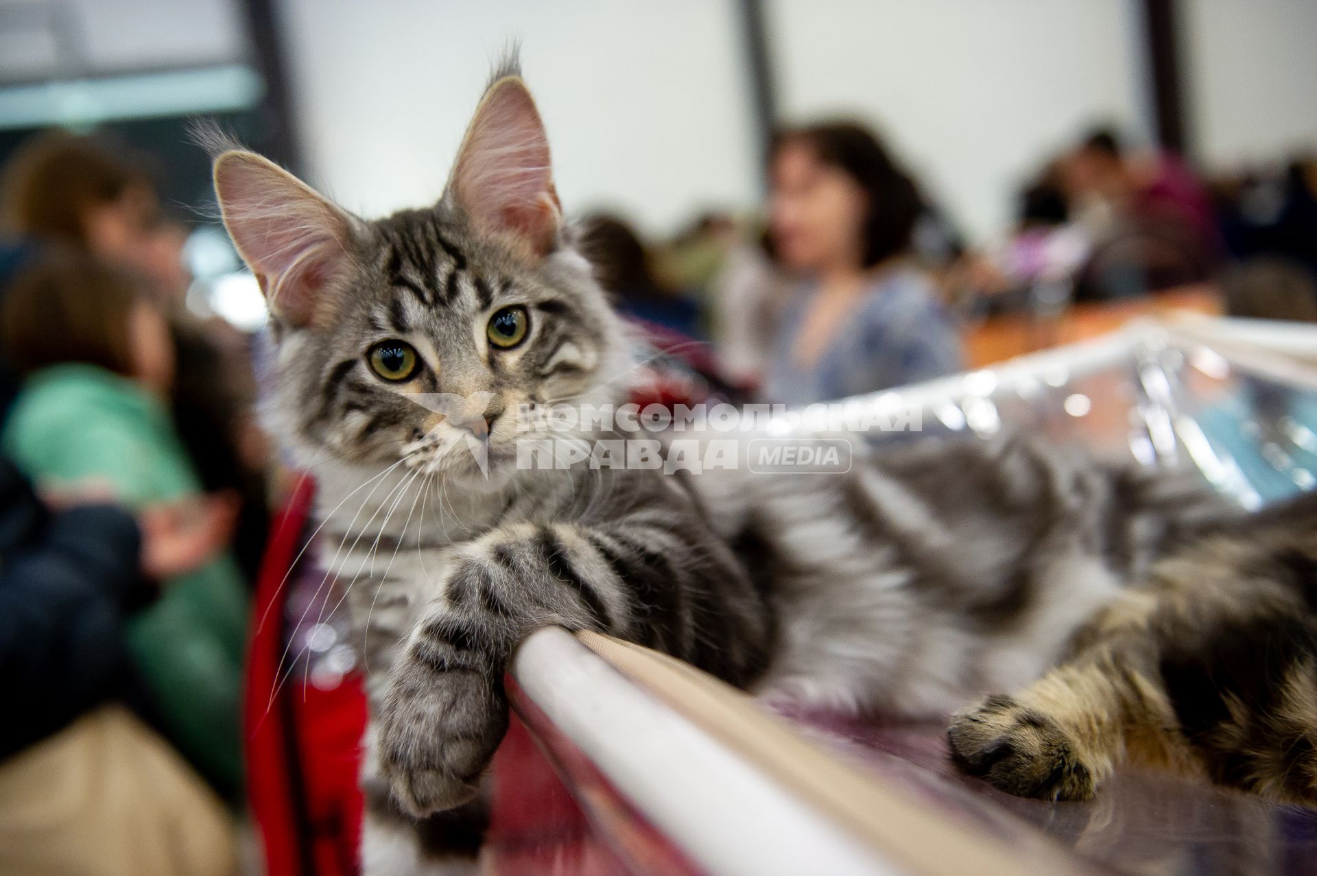 Санкт-Петербург.  Кошка  породы Мейн кун  на выставке  домашних животных и услуг для них`Зоосфера`.