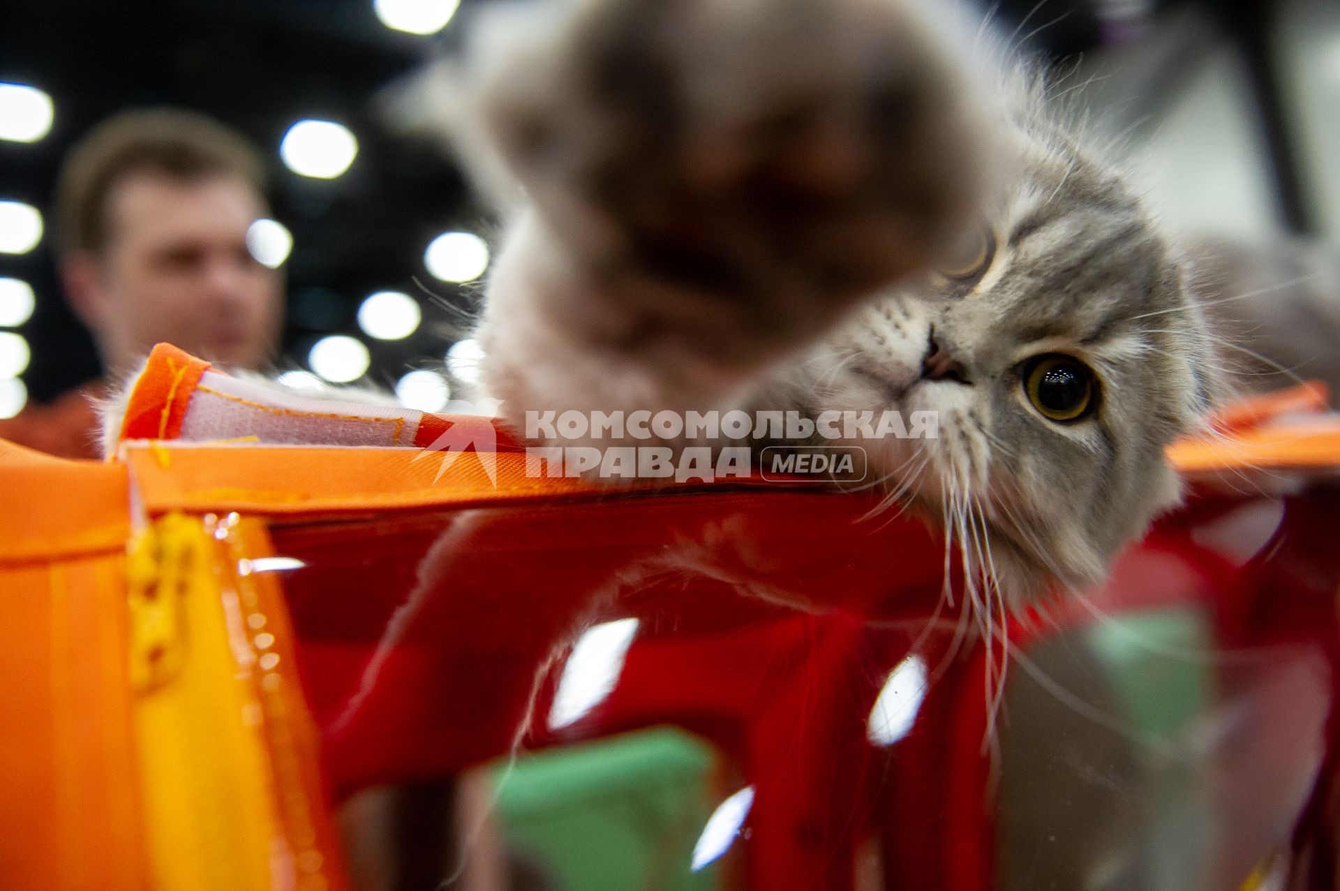 Санкт-Петербург.  Котенок  на выставке домашних животных и услуг для них`Зоосфера`.